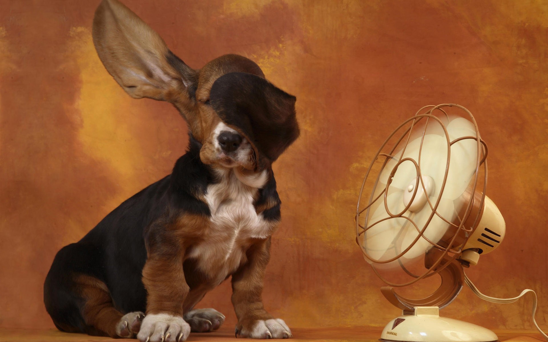 Hound Dog Wallpapers