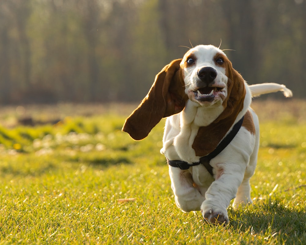 Hound Dog Wallpapers