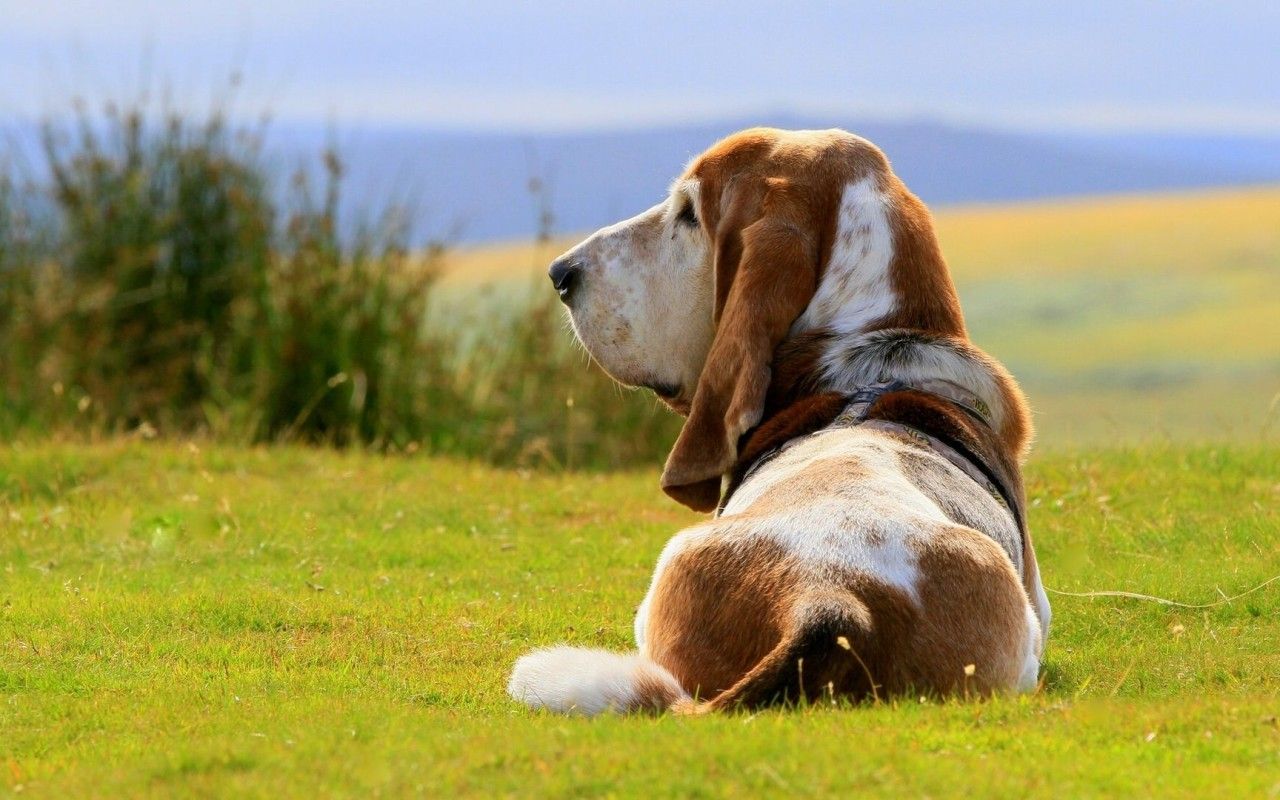 Hound Dog Wallpapers