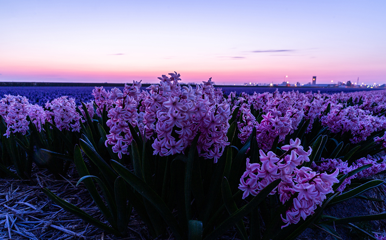 House In Purple Flower Hyacinth Field Wallpapers