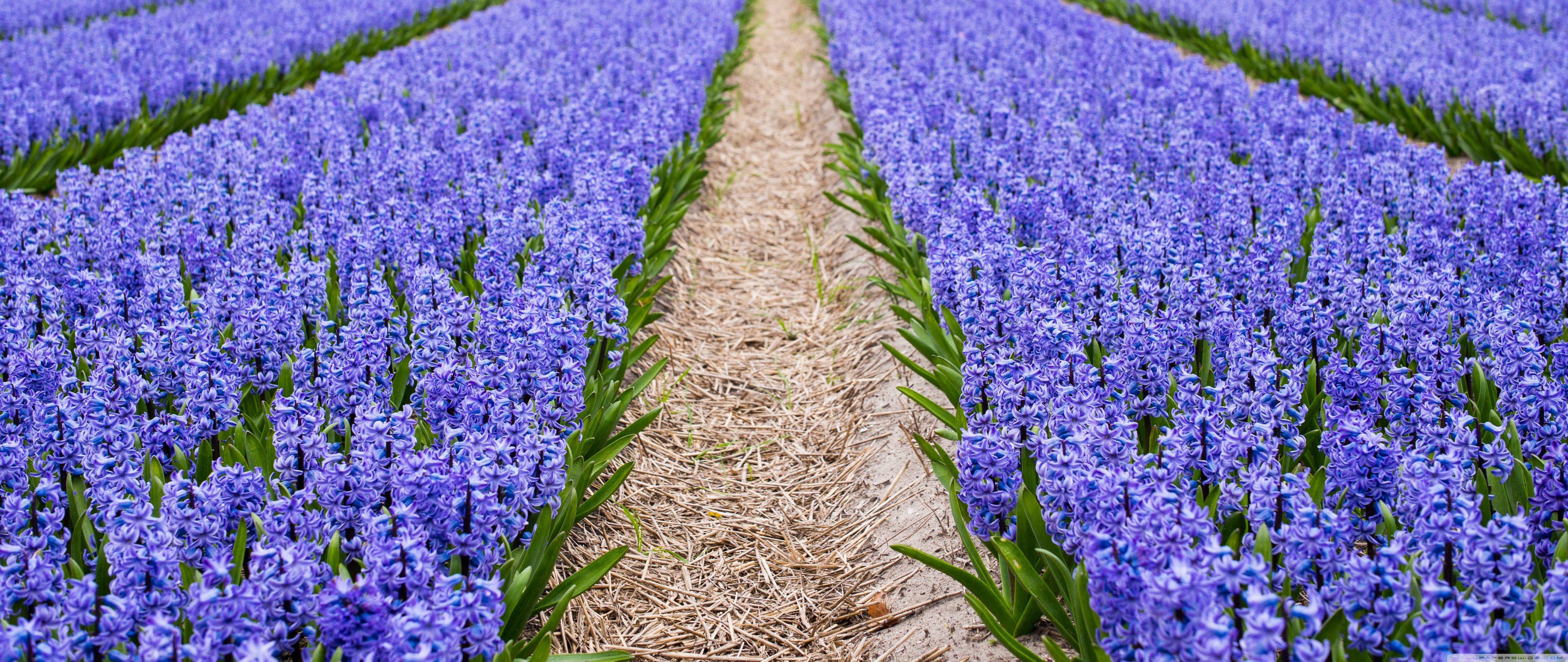 House In Purple Flower Hyacinth Field Wallpapers