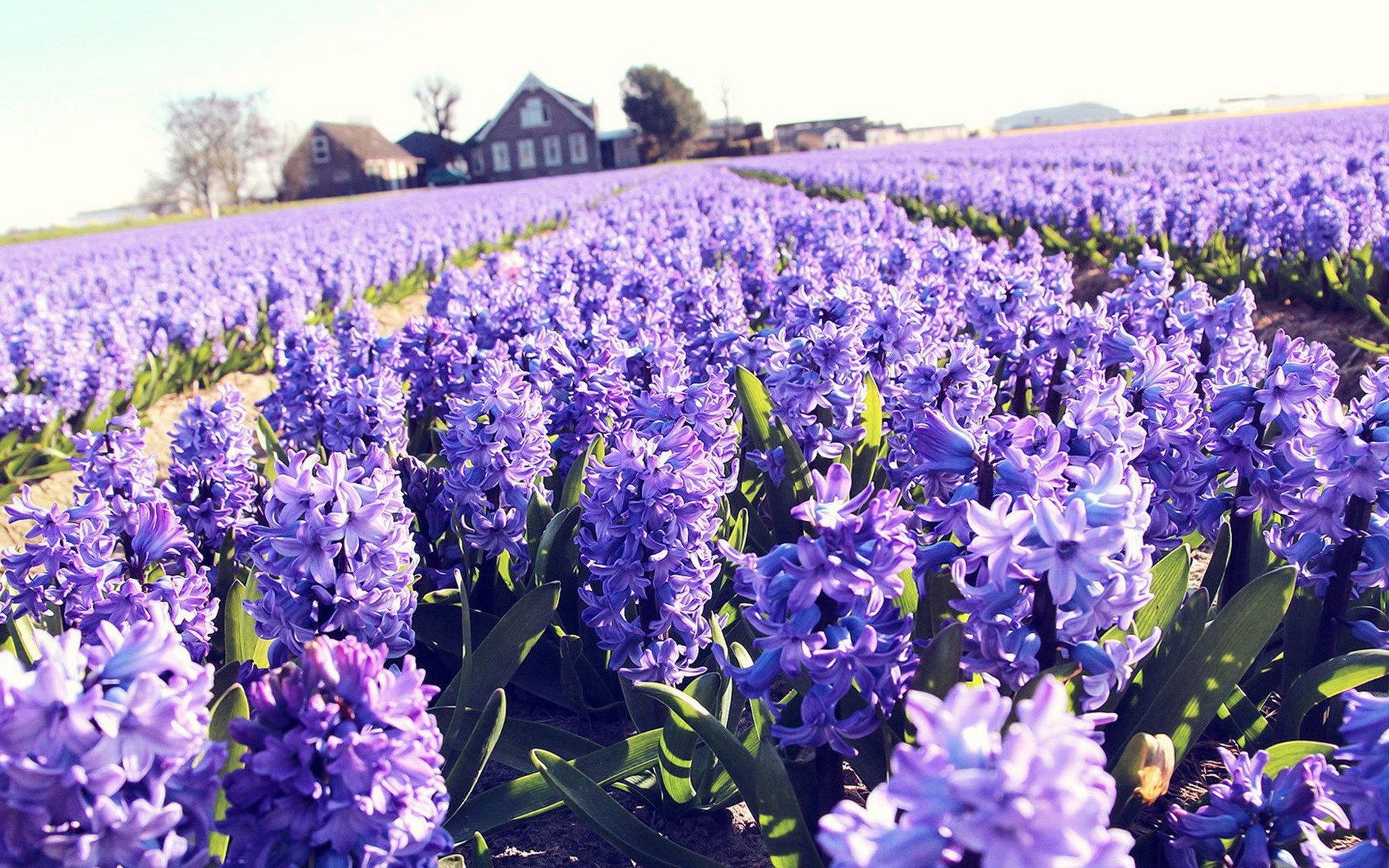 House In Purple Flower Hyacinth Field Wallpapers