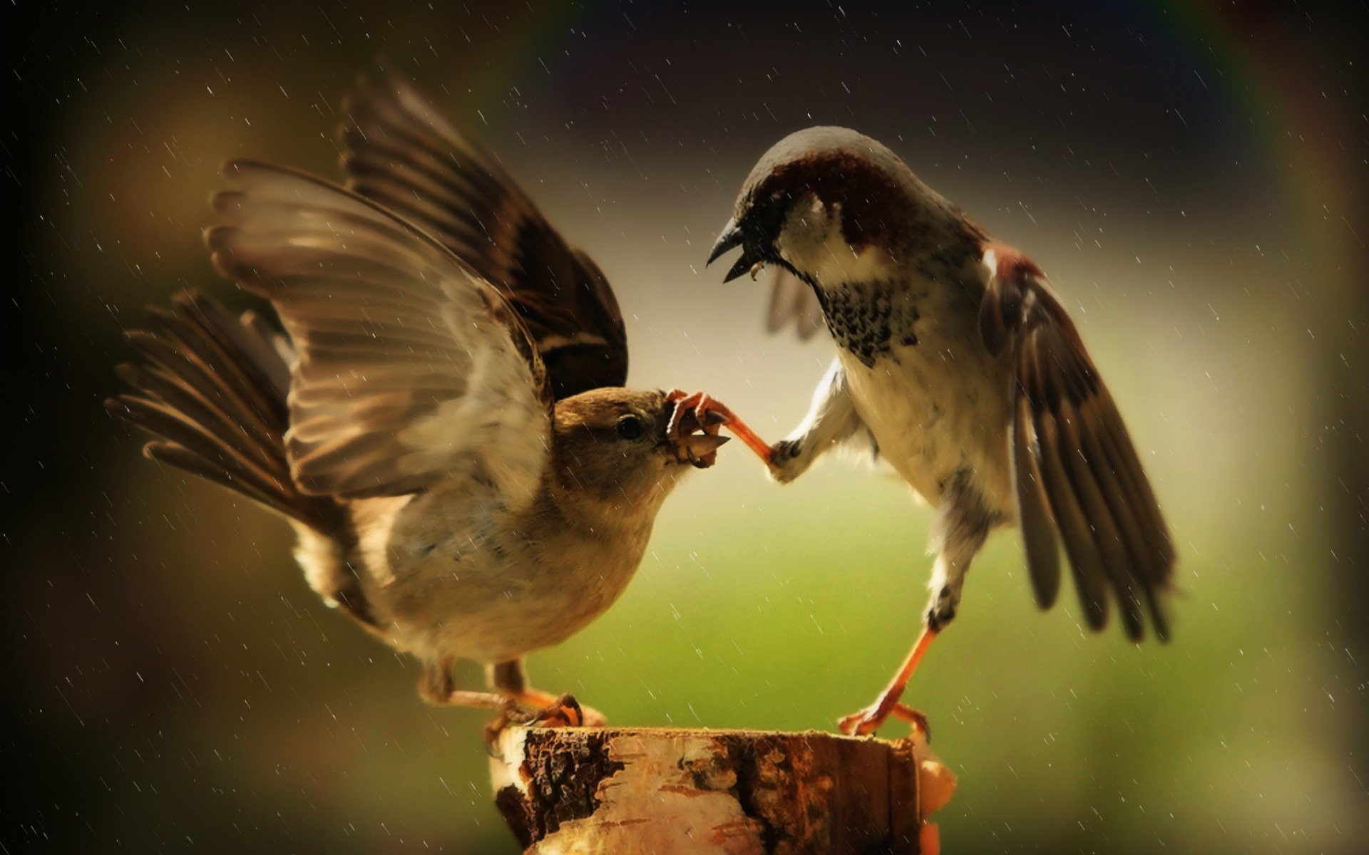 House Sparrow Wallpapers