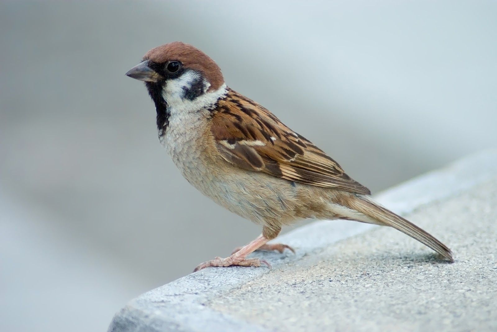 House Sparrow Wallpapers