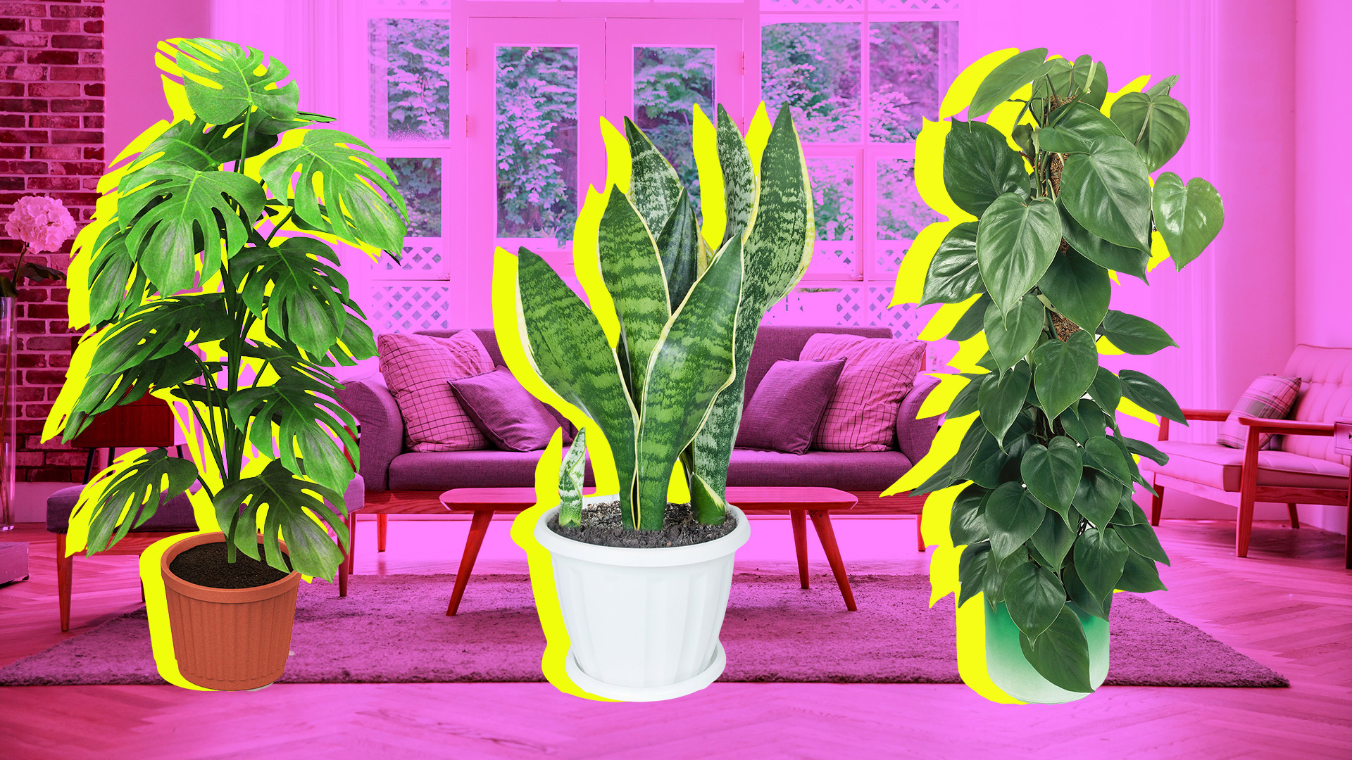 Houseplant Wallpapers