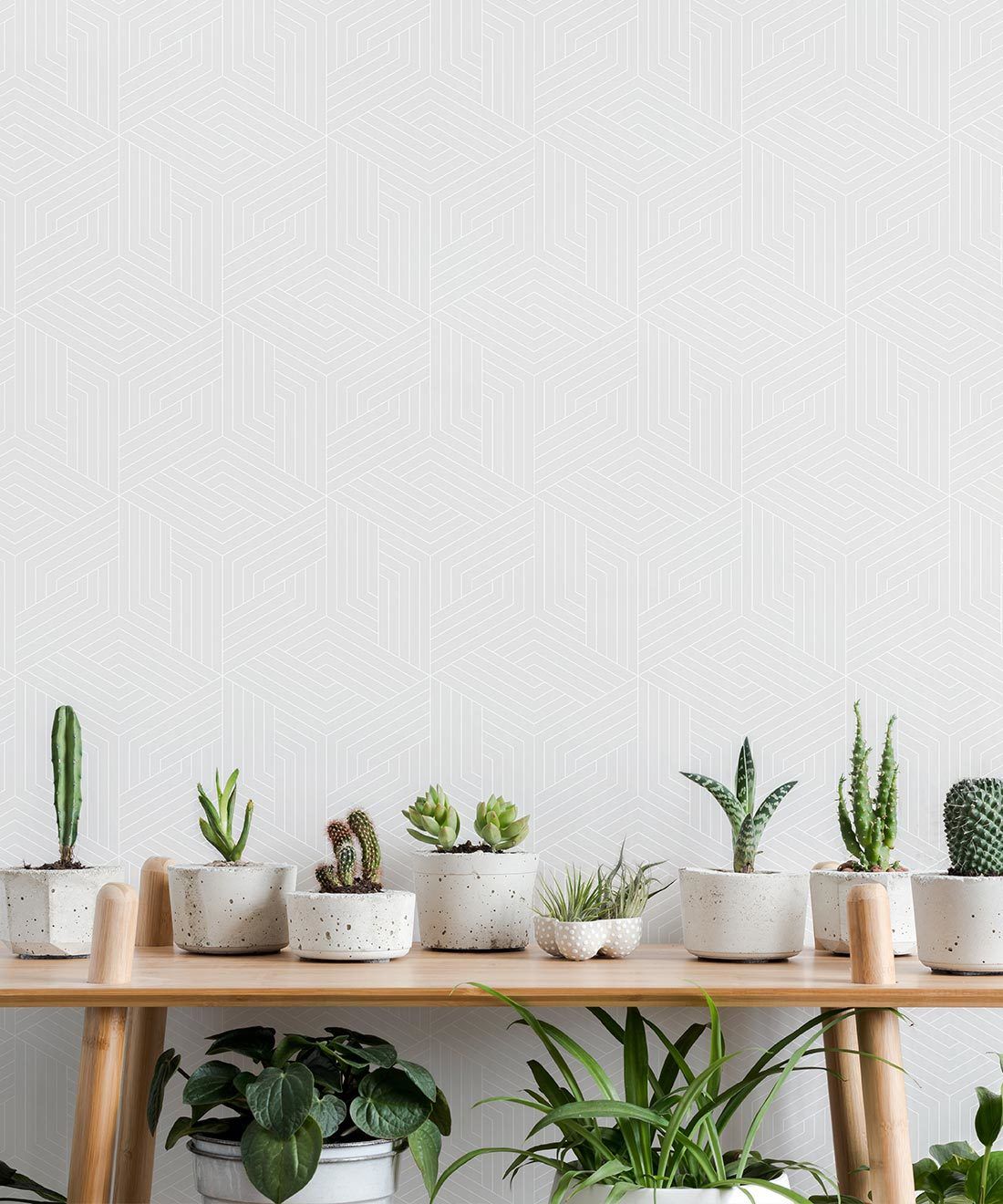 Houseplants Wallpapers