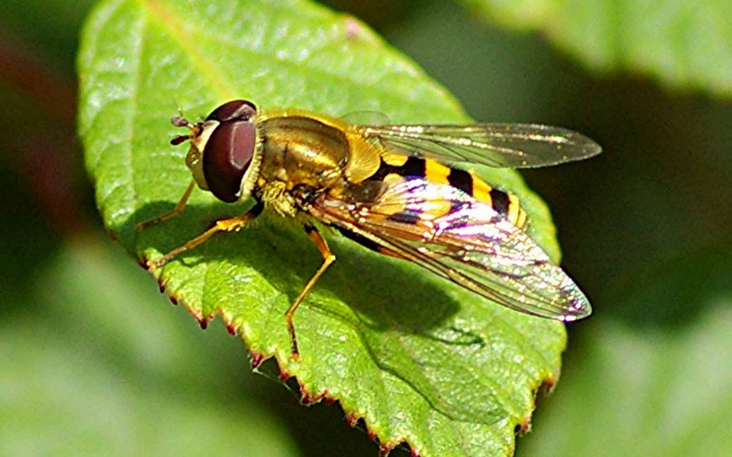 Hoverfly Wallpapers