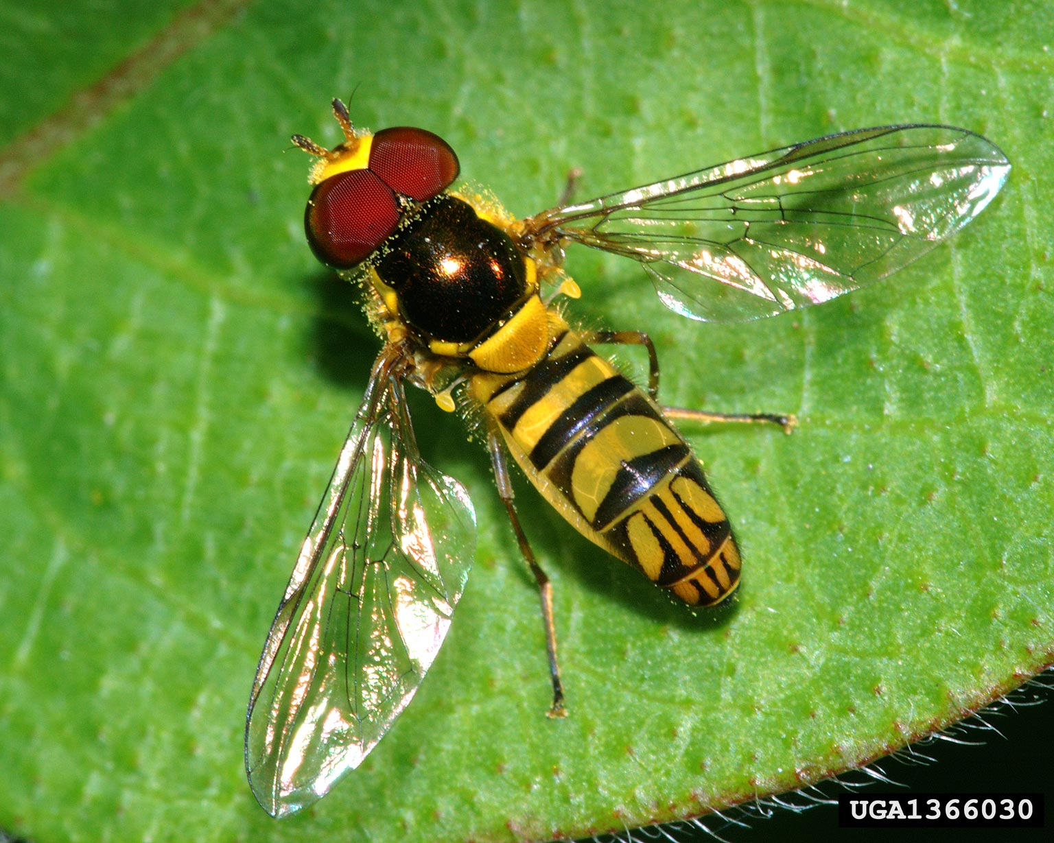 Hoverfly Wallpapers