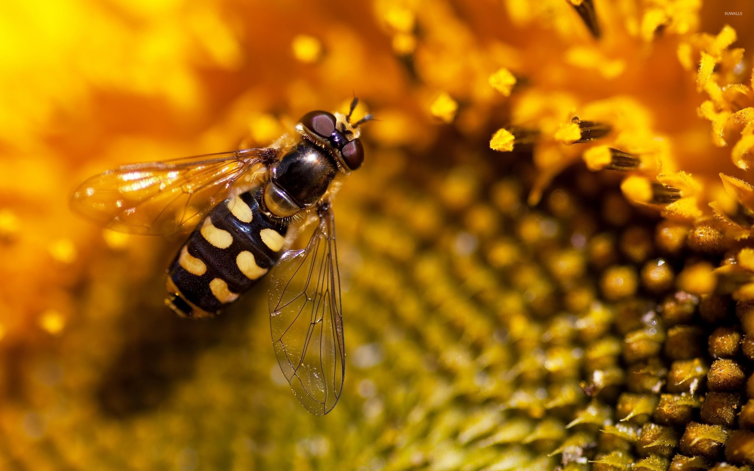 Hoverfly Wallpapers