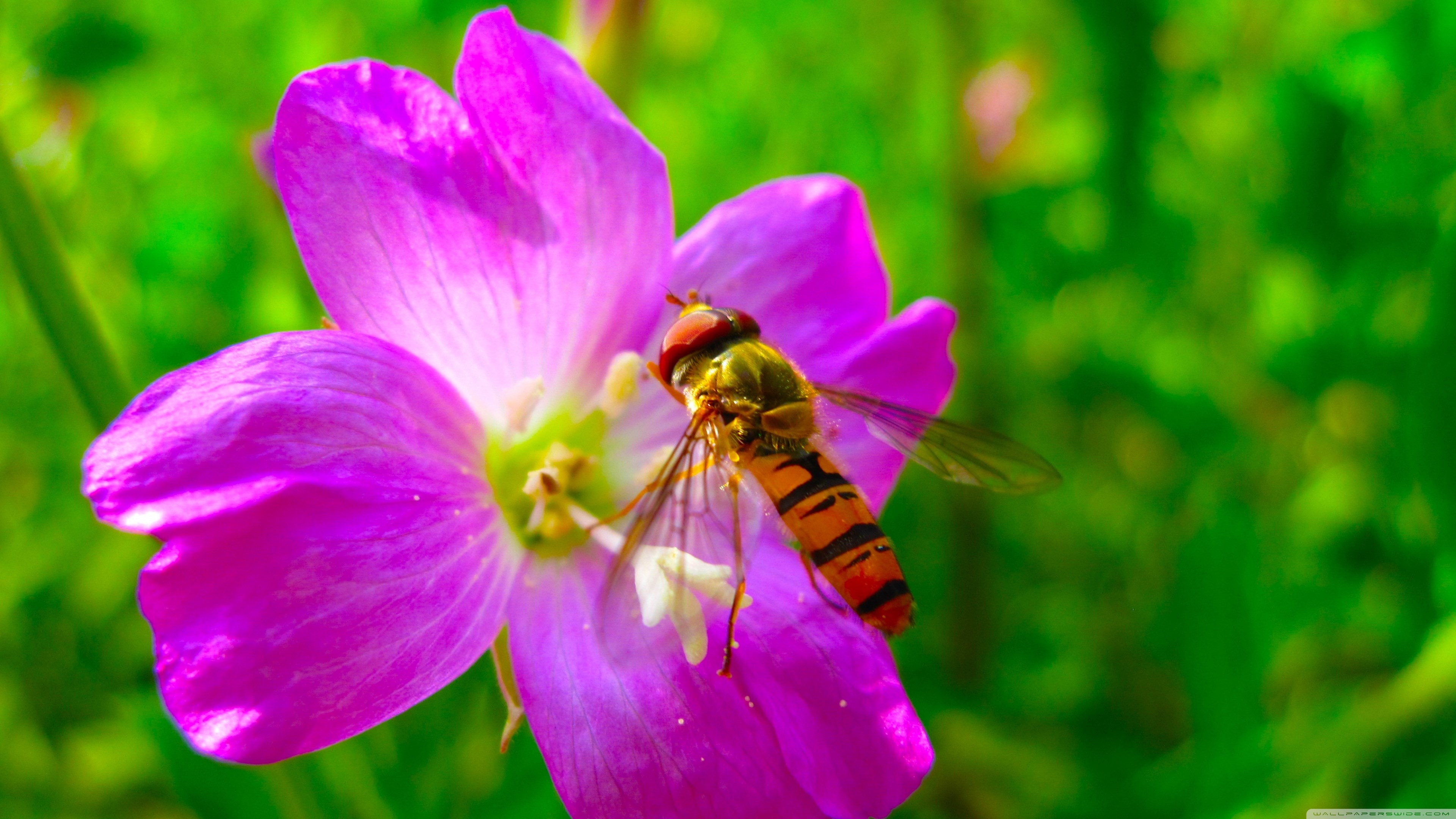 Hoverfly Wallpapers