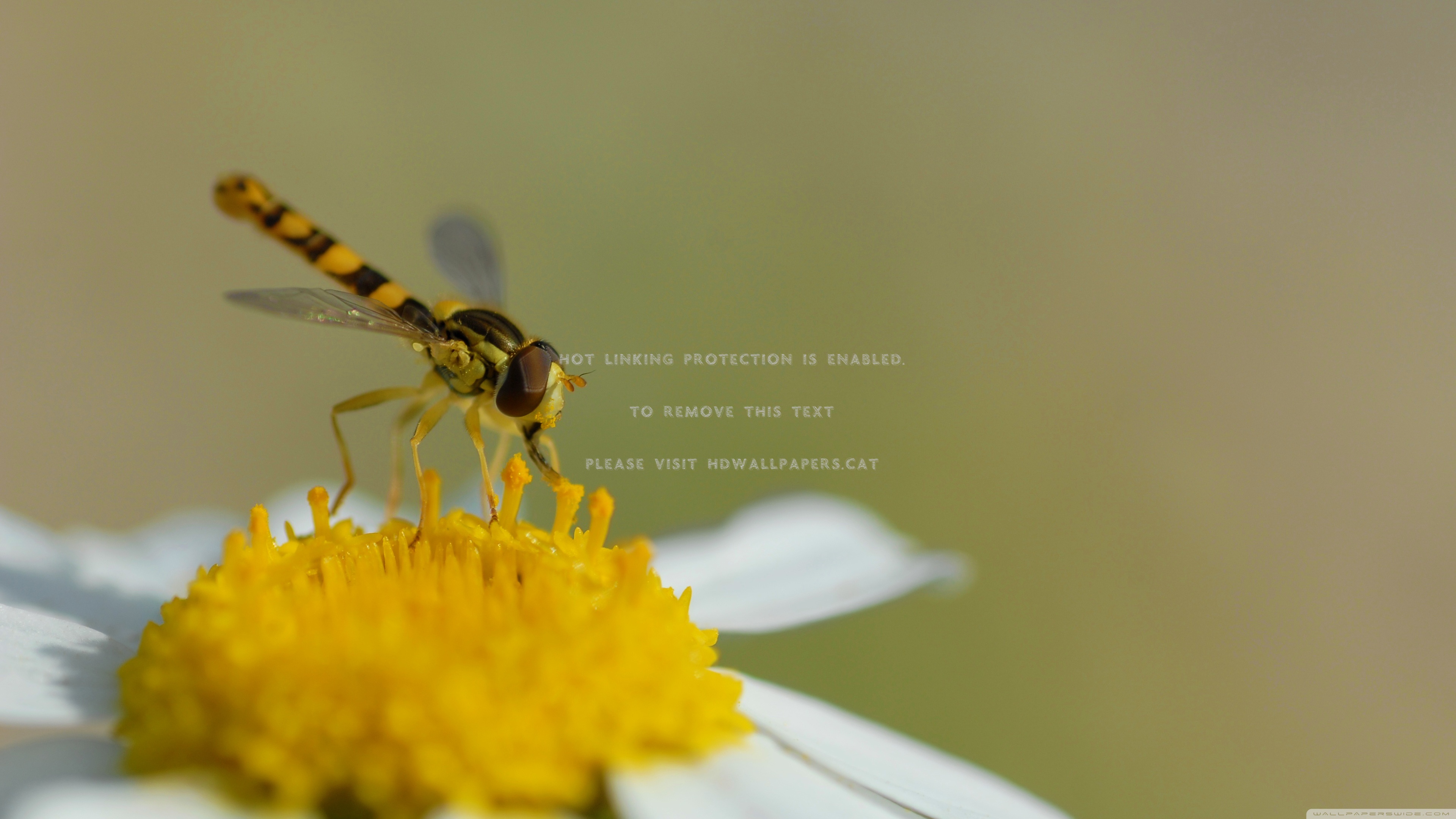 Hoverfly Wallpapers