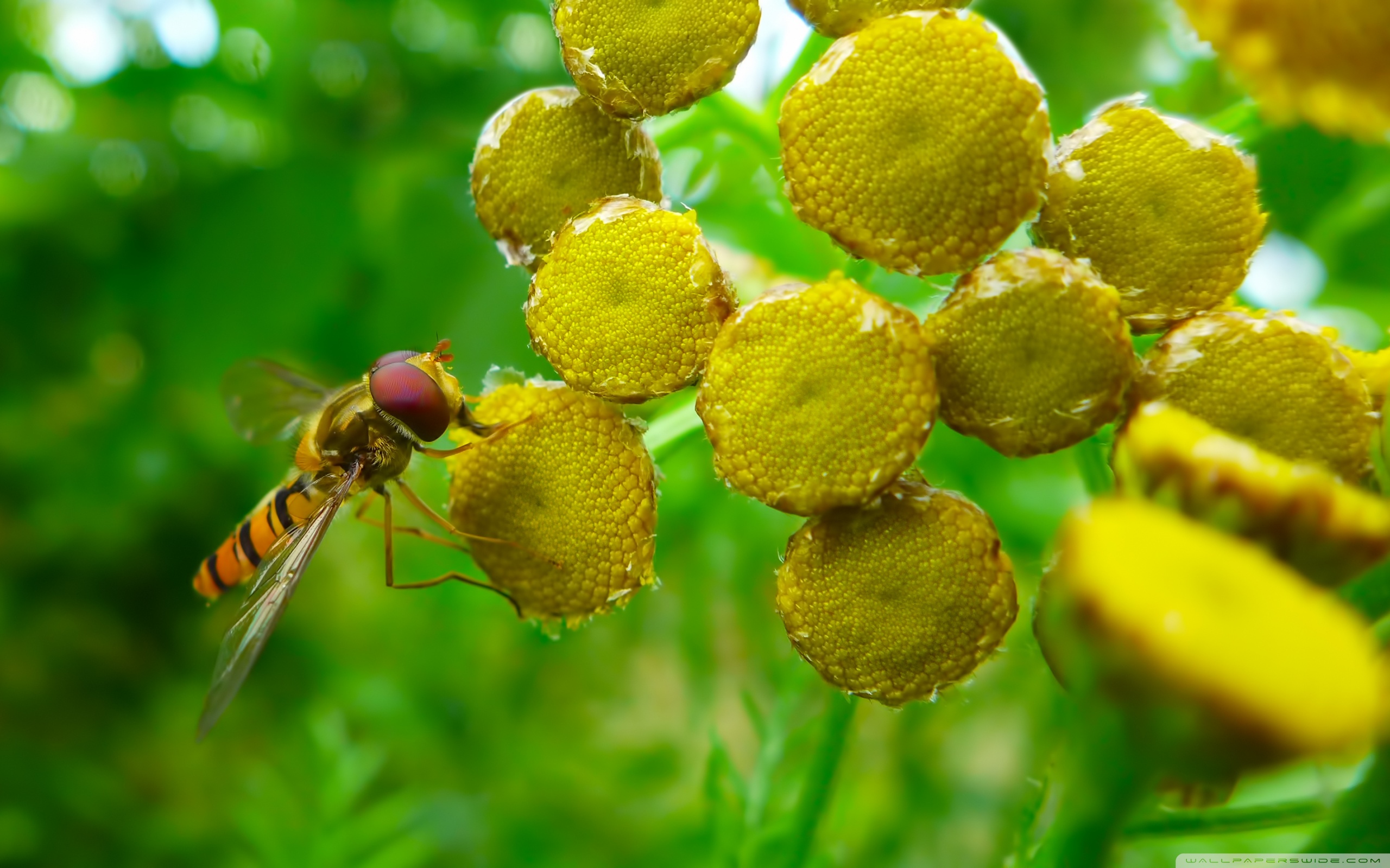 Hoverfly Wallpapers