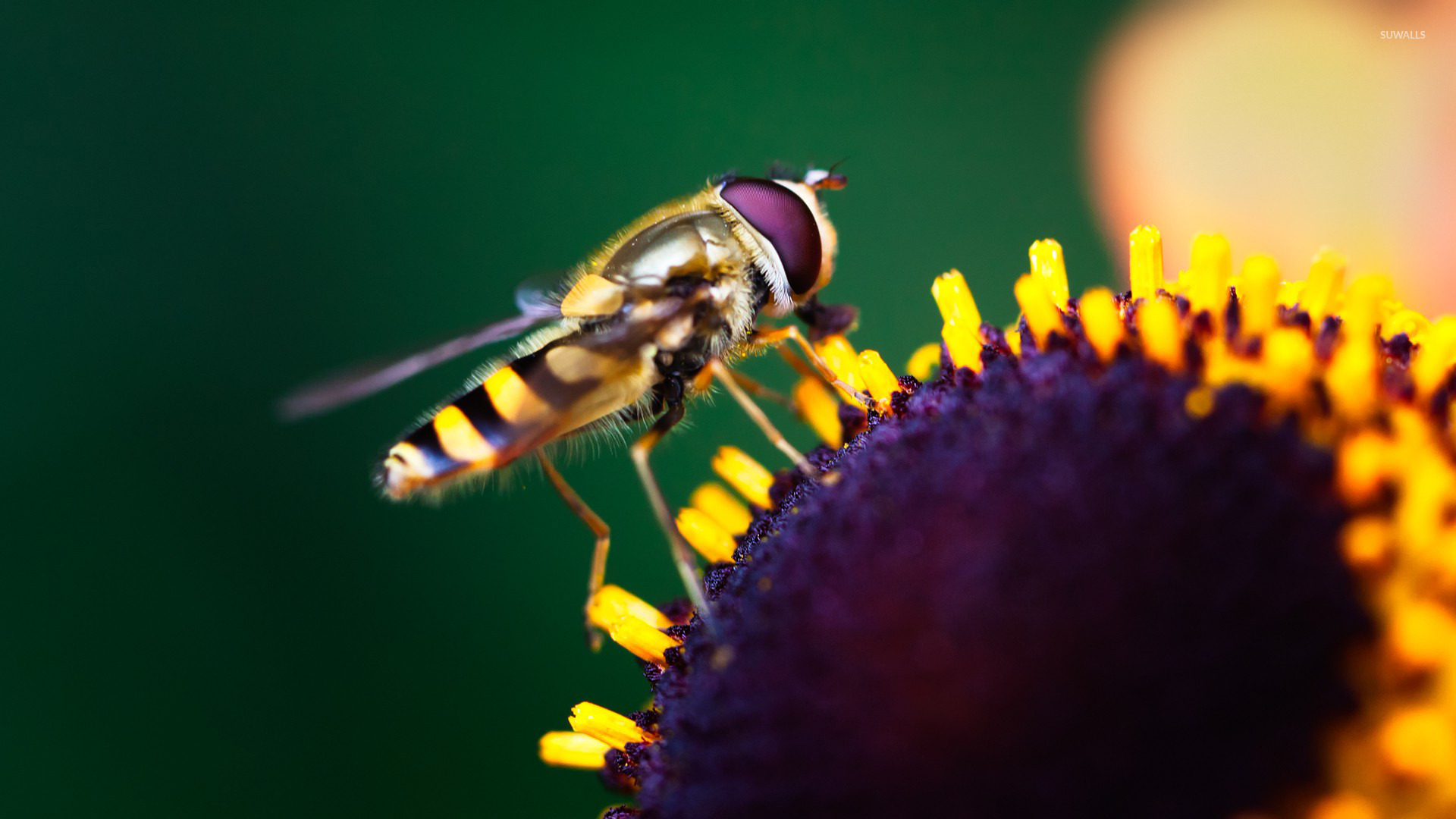 Hoverfly Wallpapers