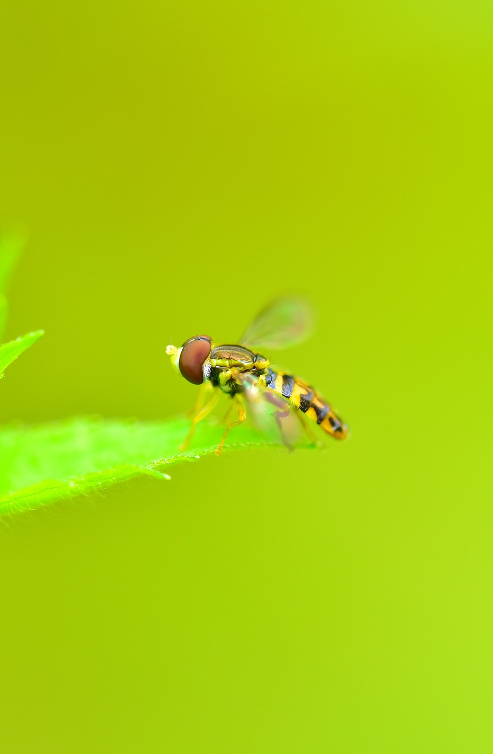 Hoverfly Wallpapers