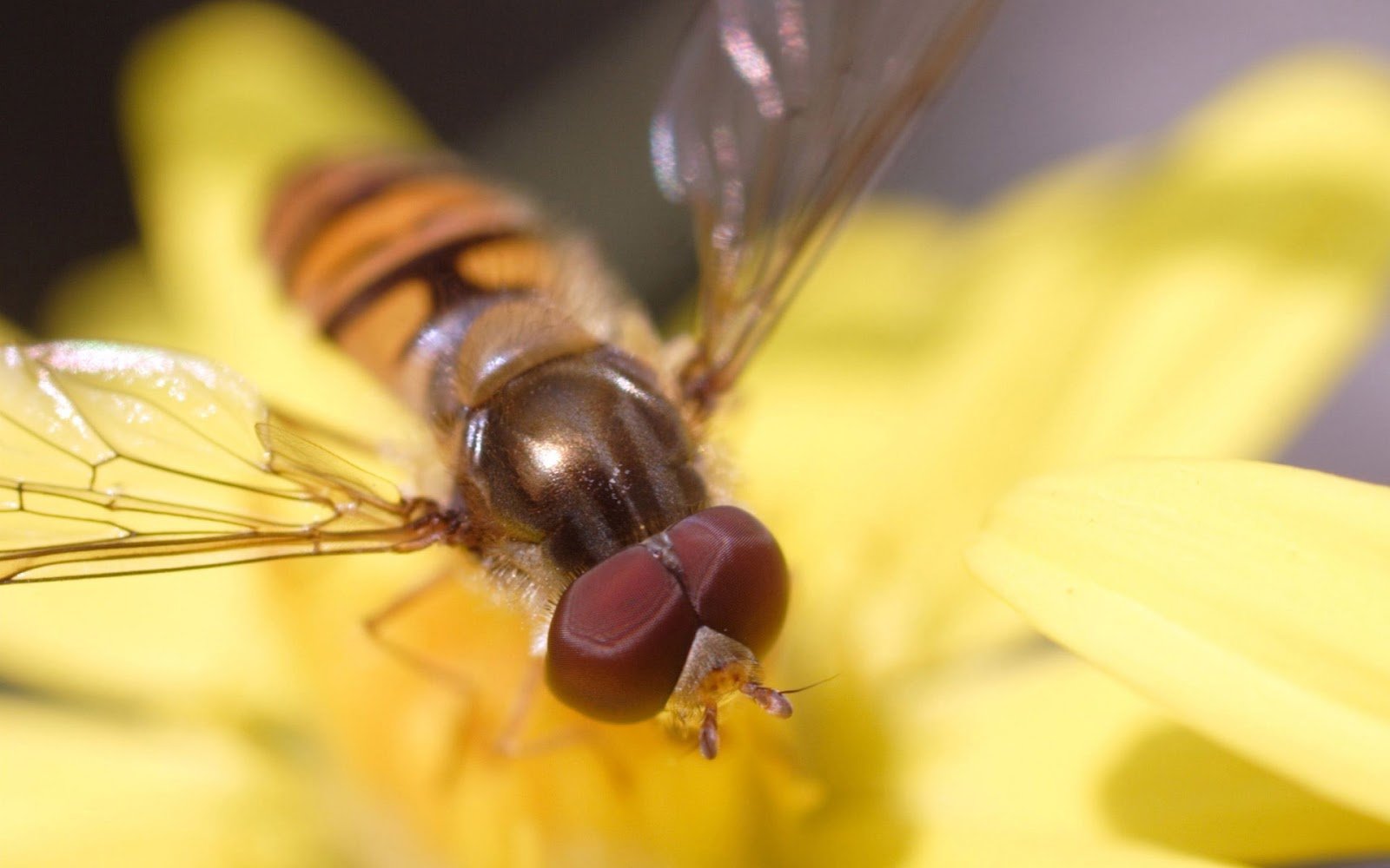 Hoverfly Wallpapers