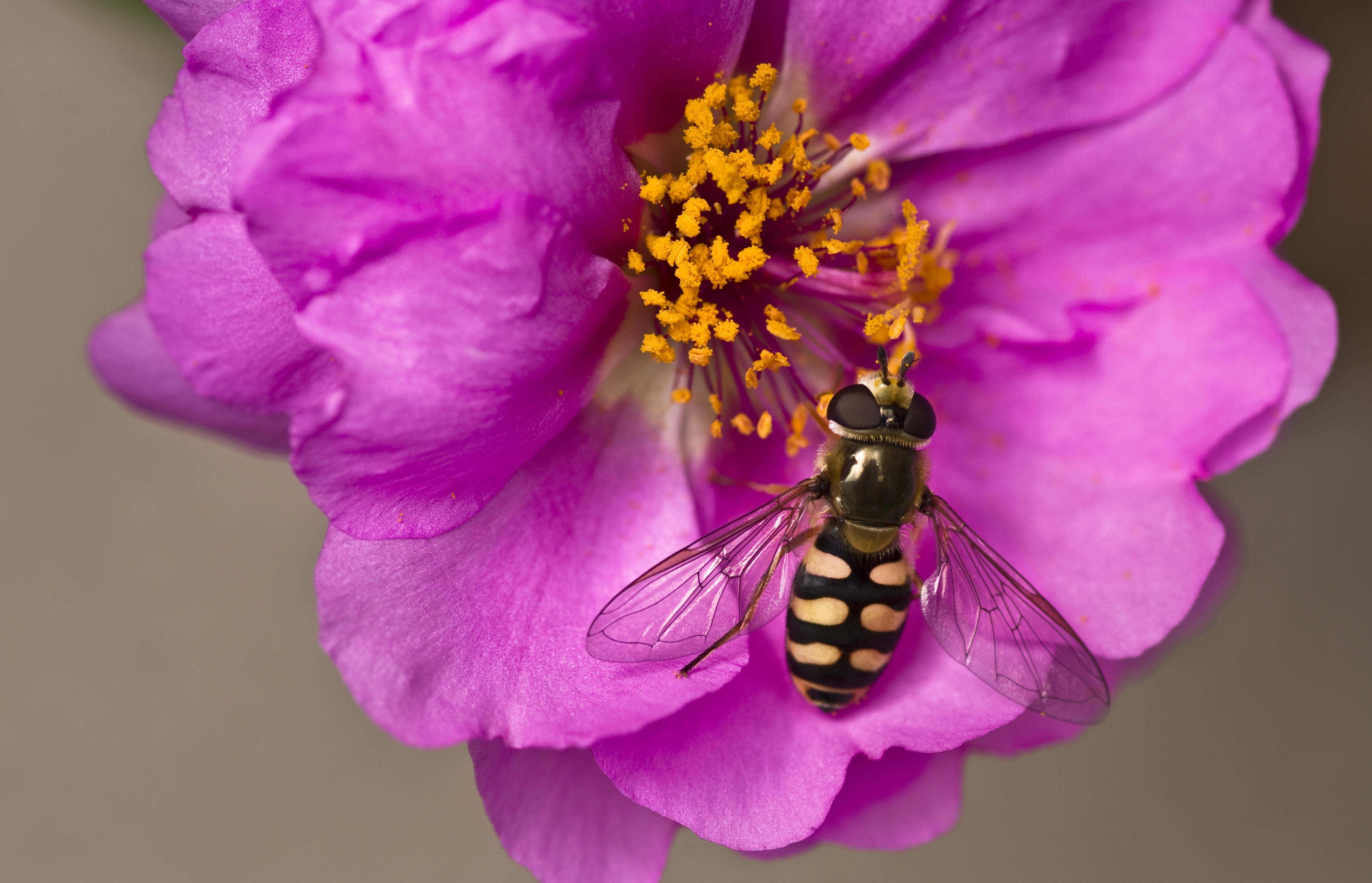 Hoverfly Wallpapers