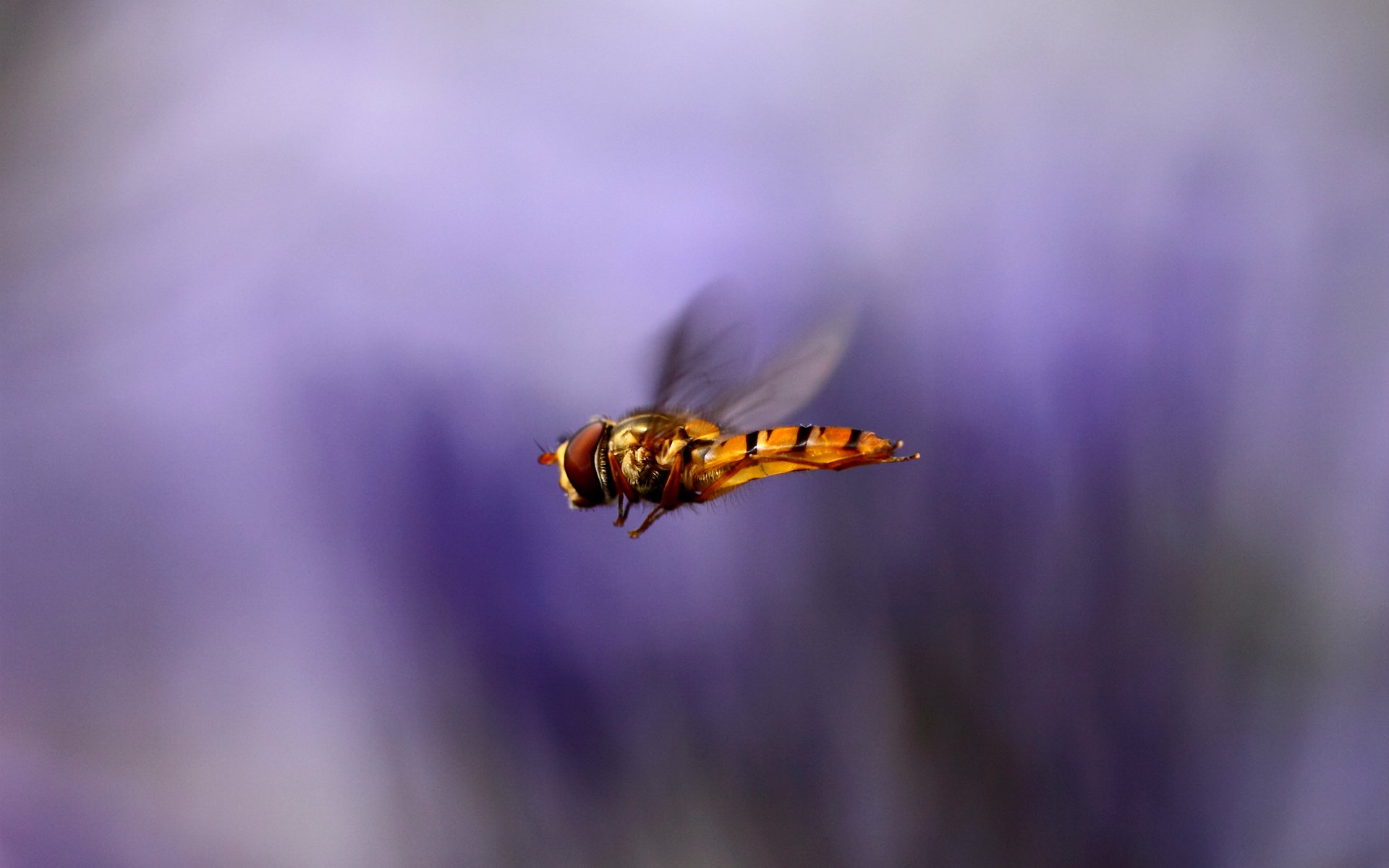 Hoverfly Wallpapers