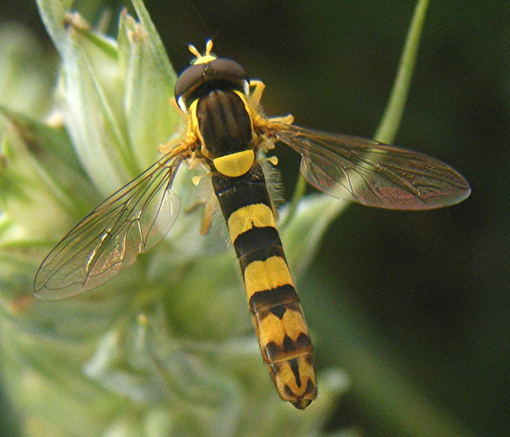 Hoverfly Wallpapers