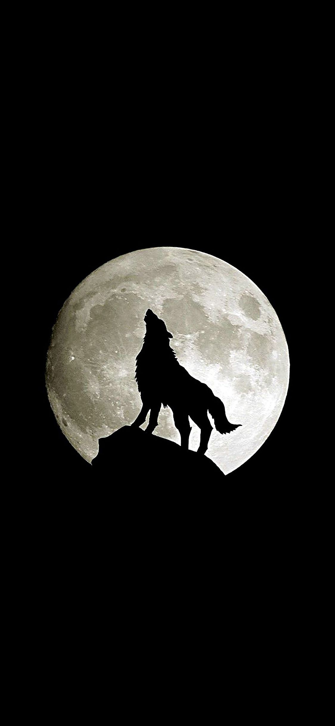 Howling Wolf Wallpapers