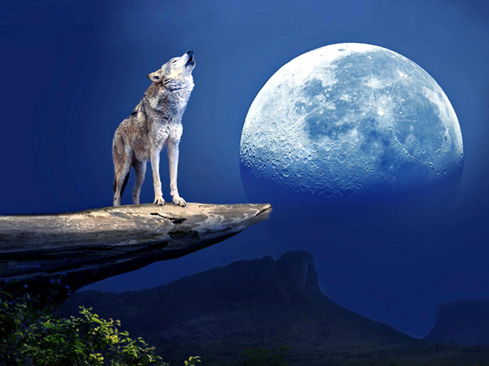 Howling Wolf Wallpapers