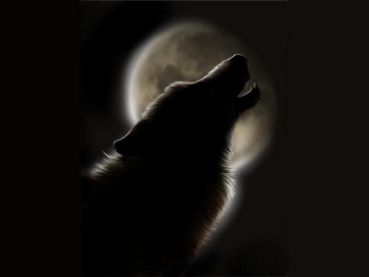 Howling Wolf Wallpapers