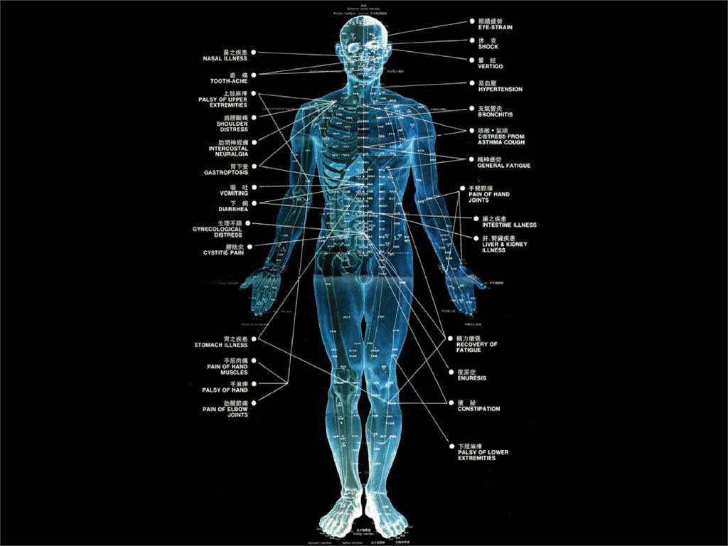 Human Biology Pictures Wallpapers
