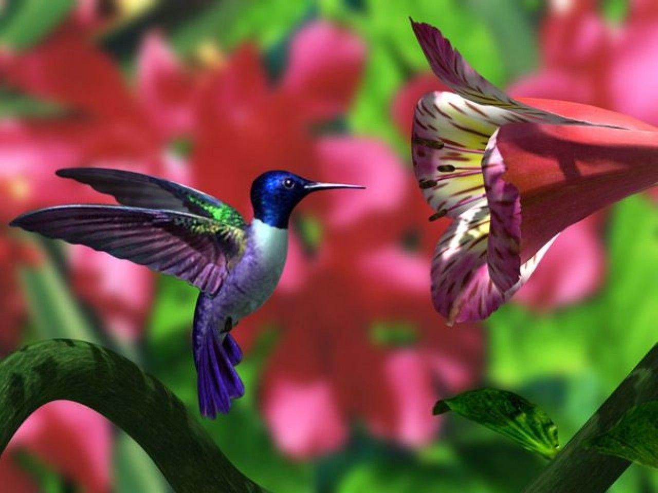 Hummingbird Backgrounds