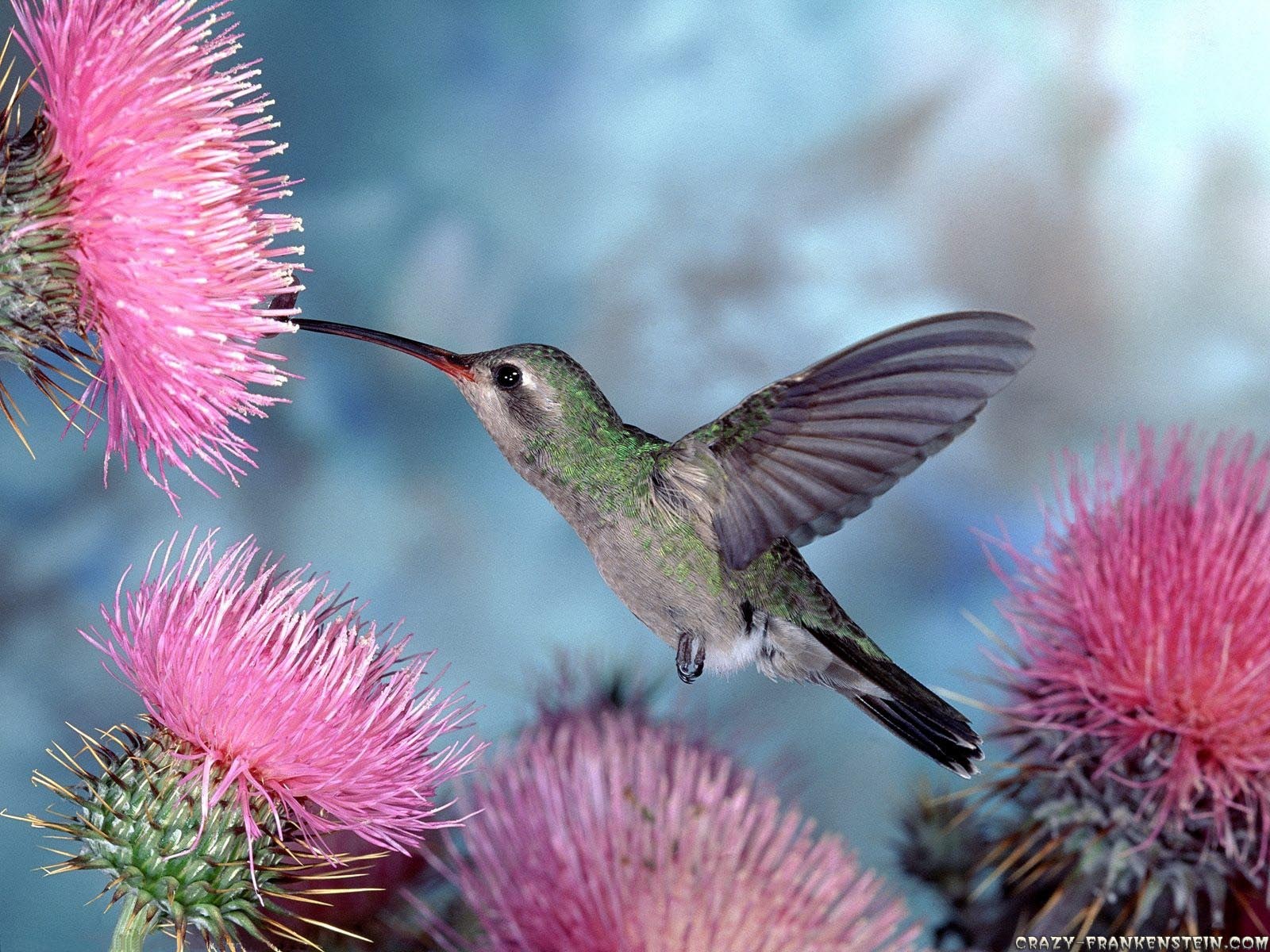 Hummingbird Backgrounds