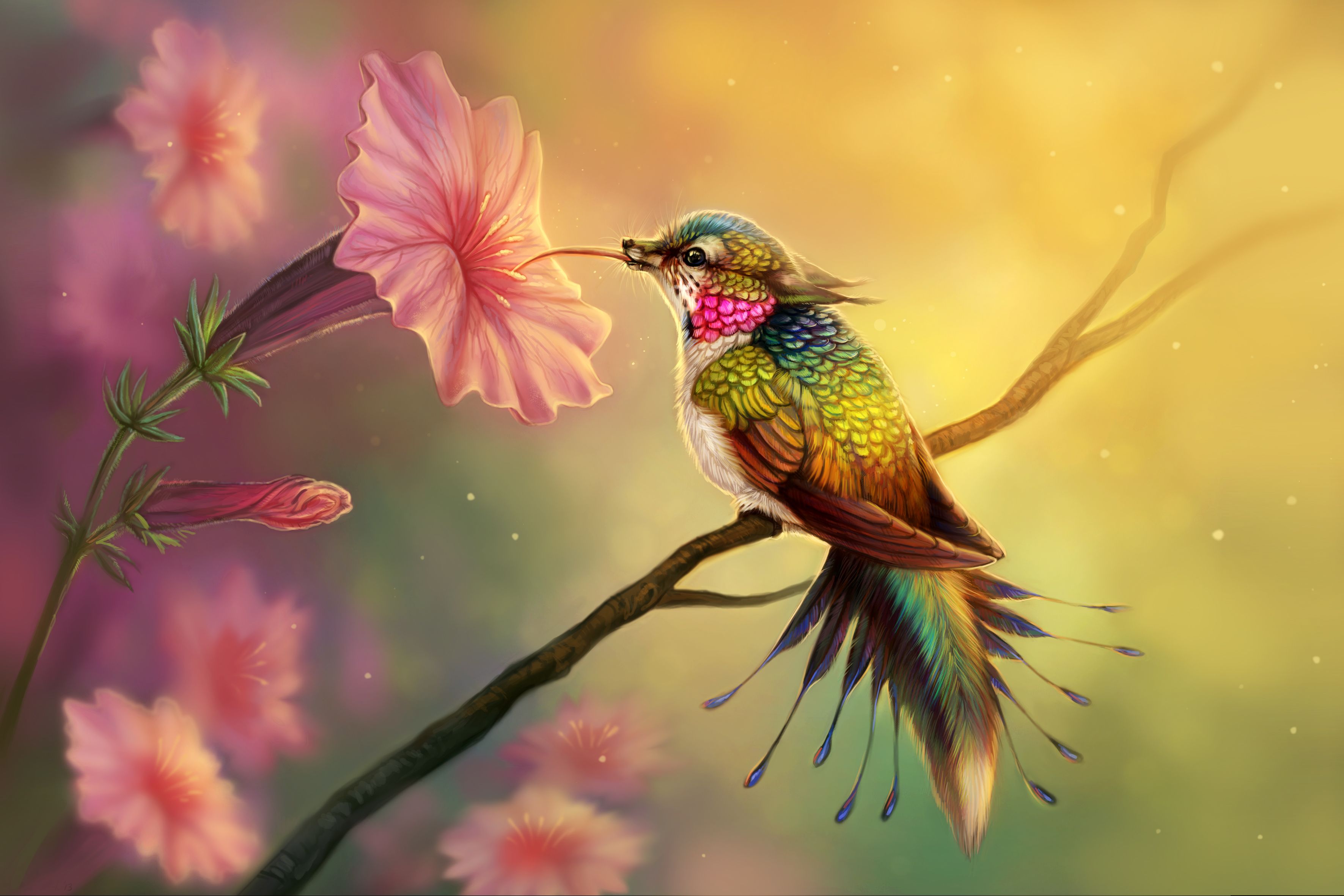 Hummingbird Backgrounds