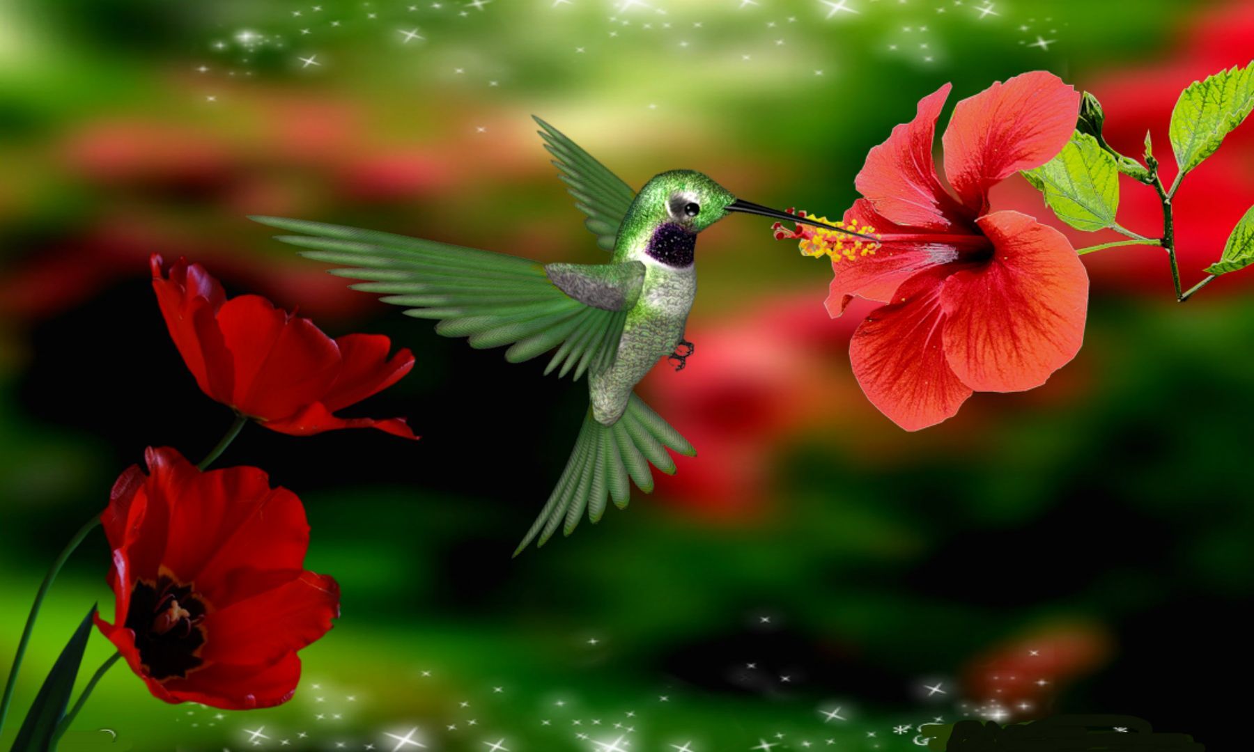 Hummingbird Backgrounds