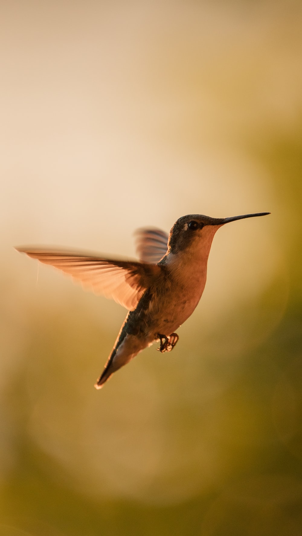 Hummingbird Backgrounds