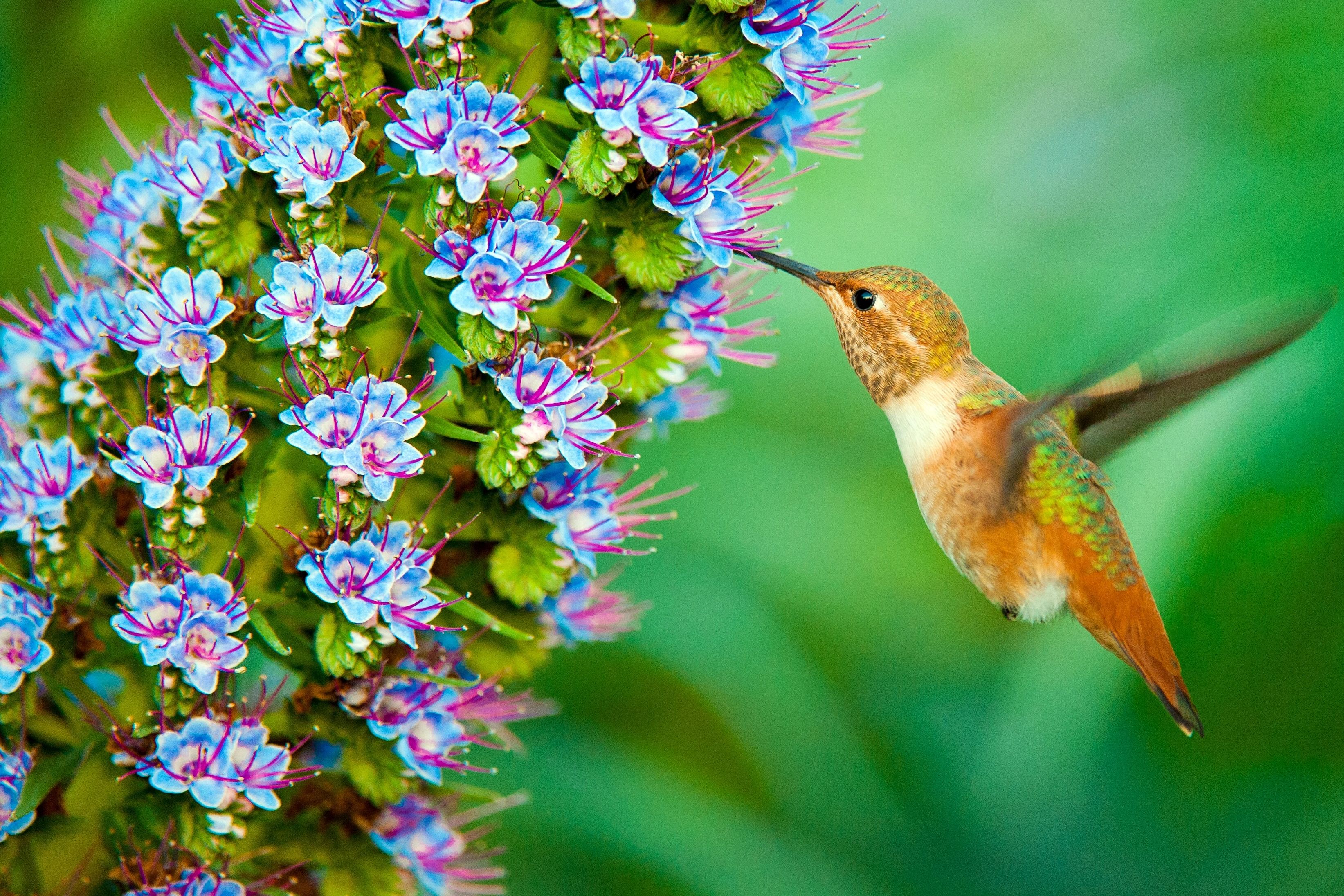 Hummingbird Backgrounds