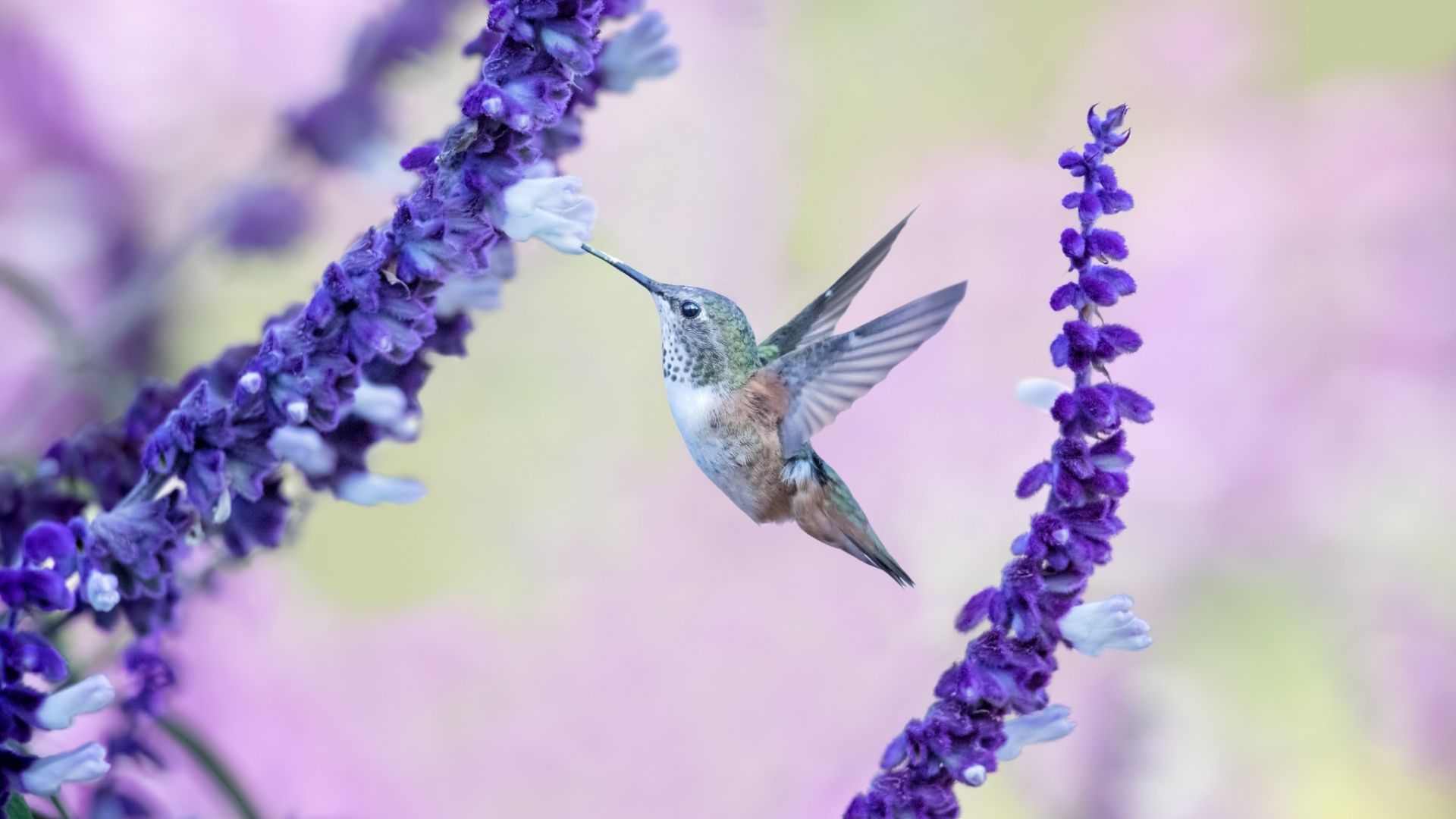 Hummingbird Backgrounds