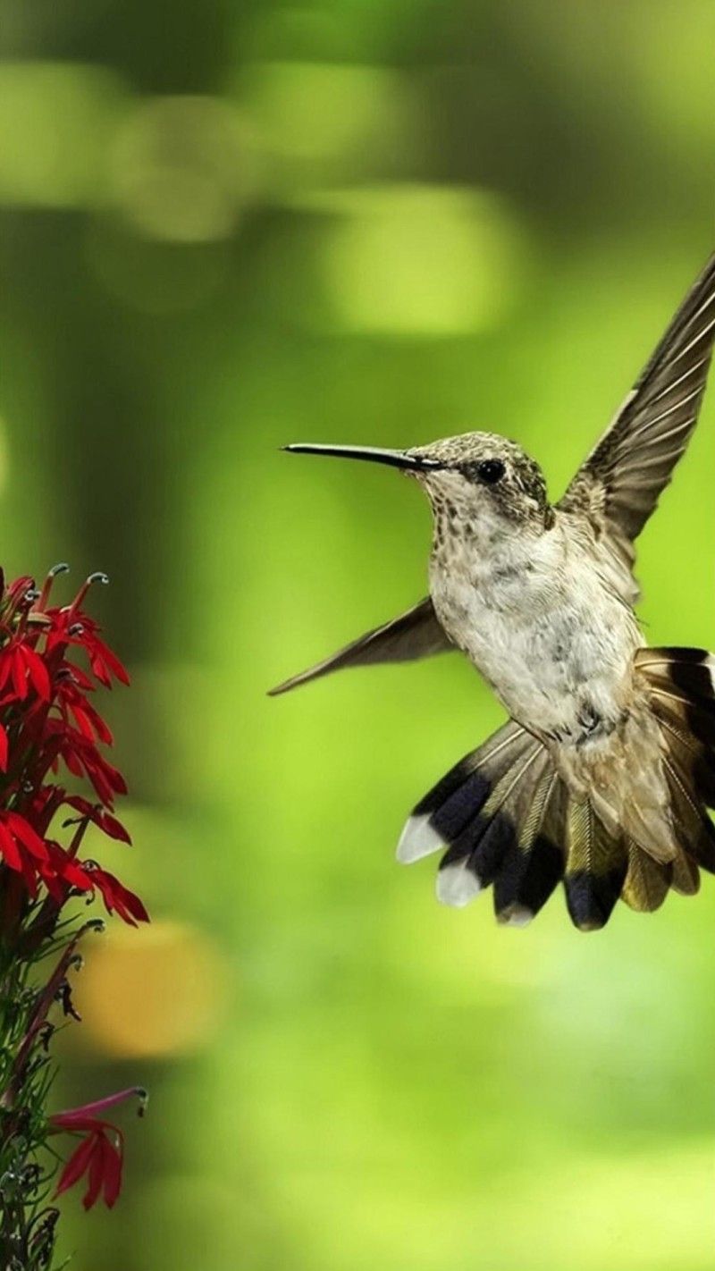 Hummingbird Backgrounds