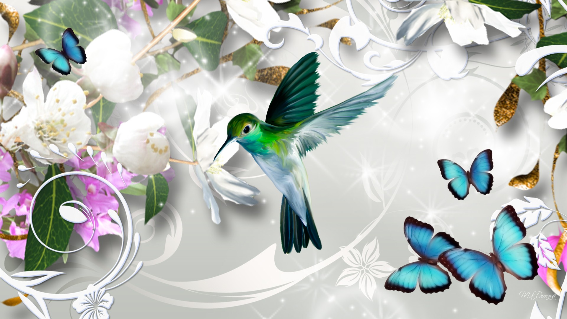 Hummingbird Backgrounds