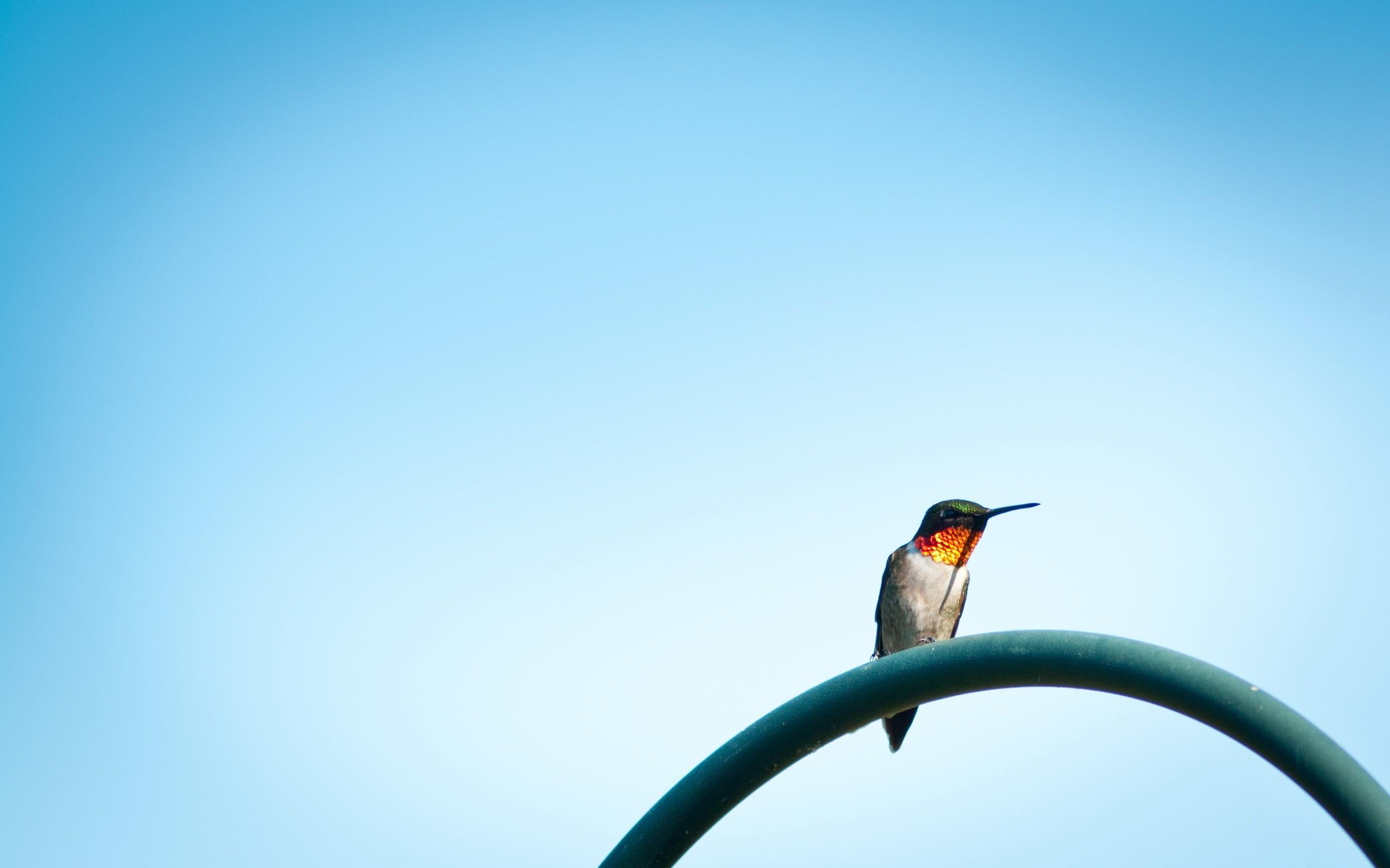 Hummingbird Backgrounds