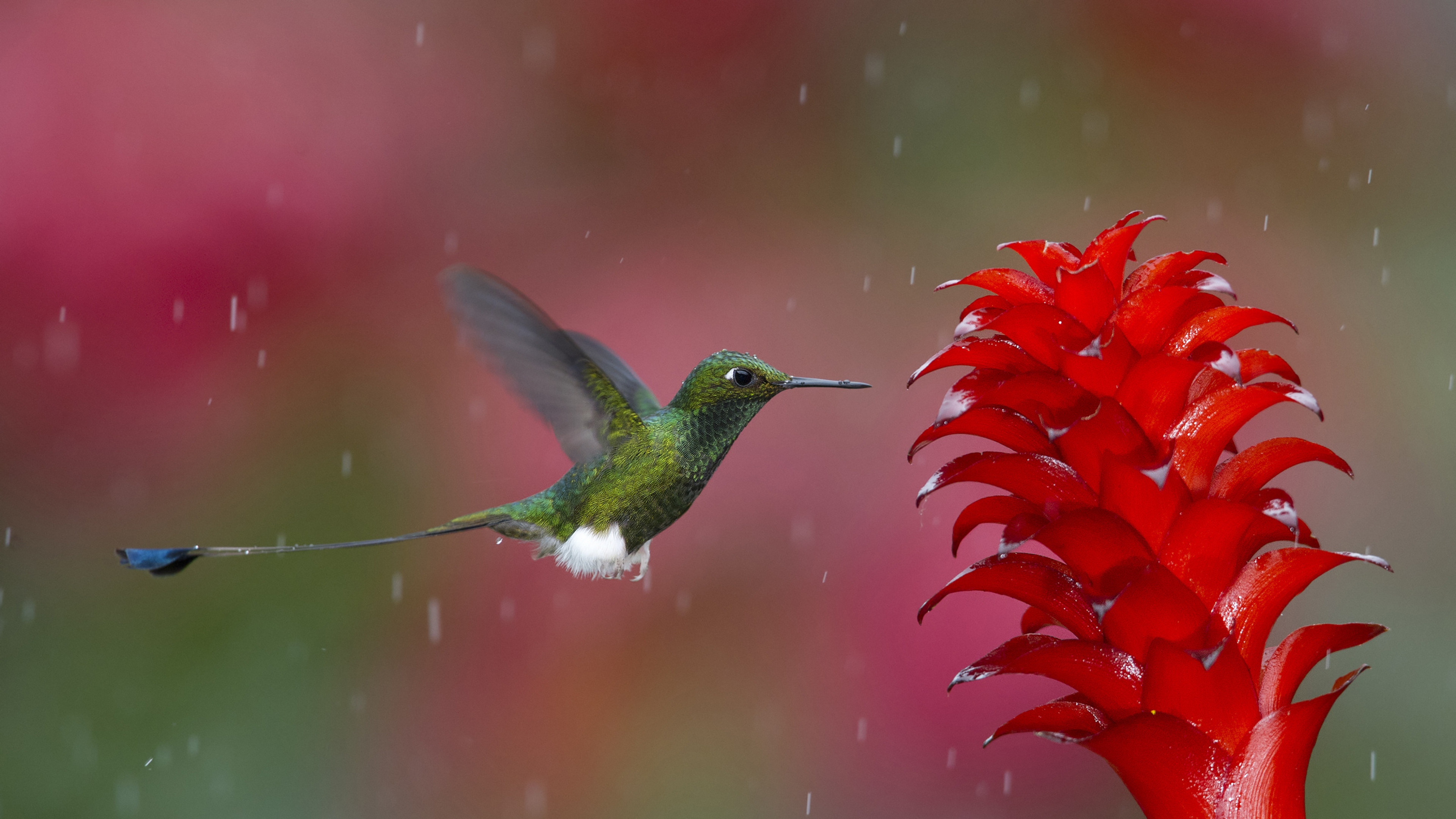 Hummingbird Backgrounds