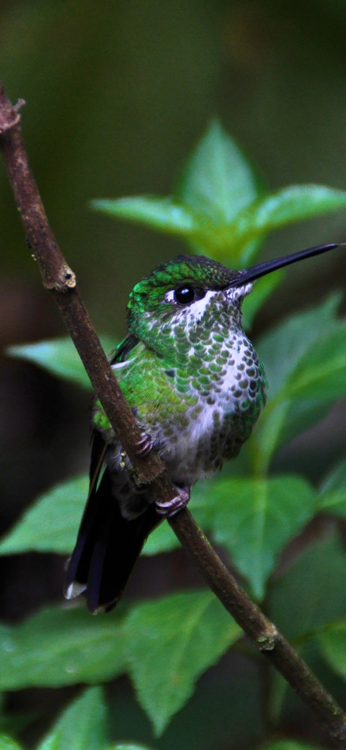 Hummingbird Backgrounds