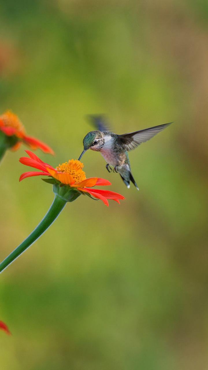 Hummingbird Backgrounds