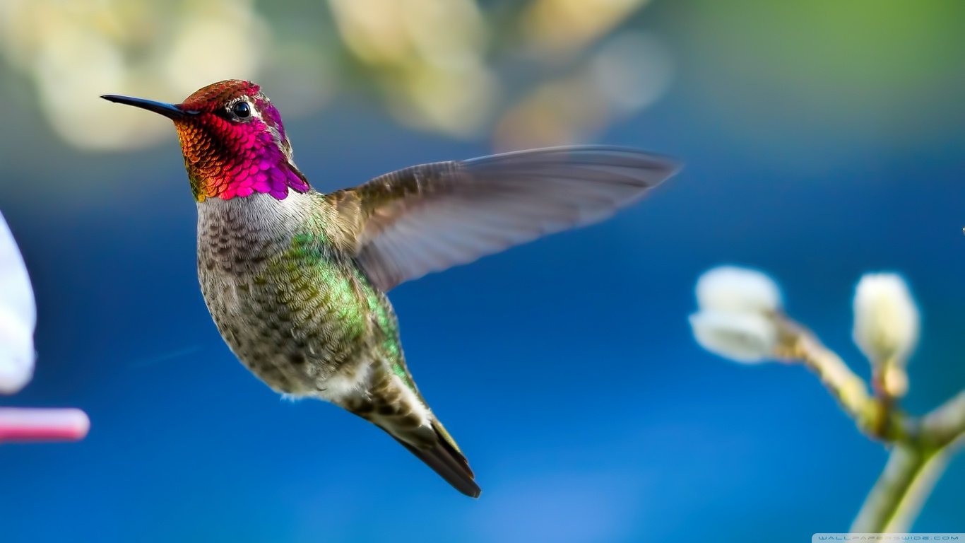 Hummingbird Backgrounds