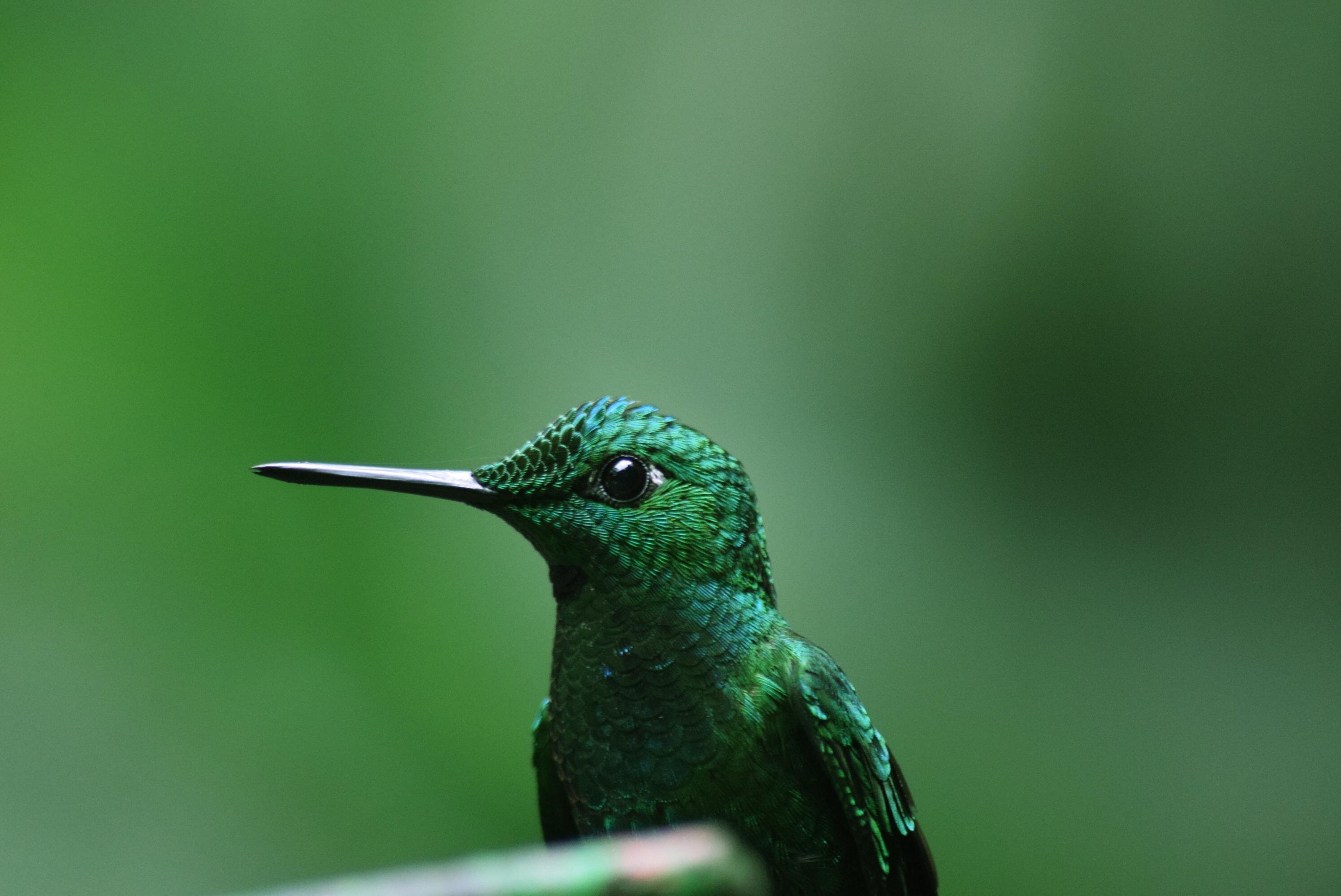 Hummingbird Backgrounds