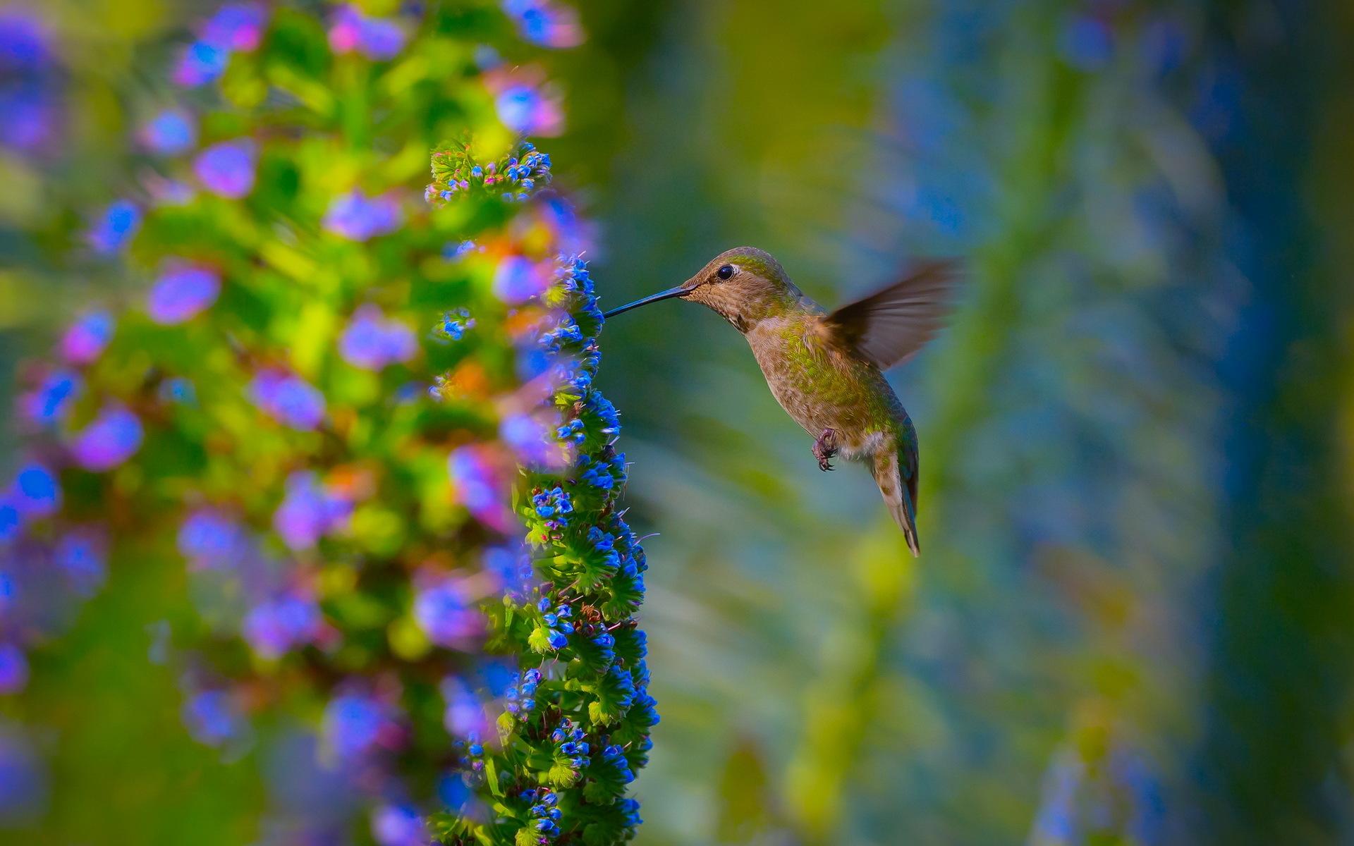 Hummingbird Backgrounds