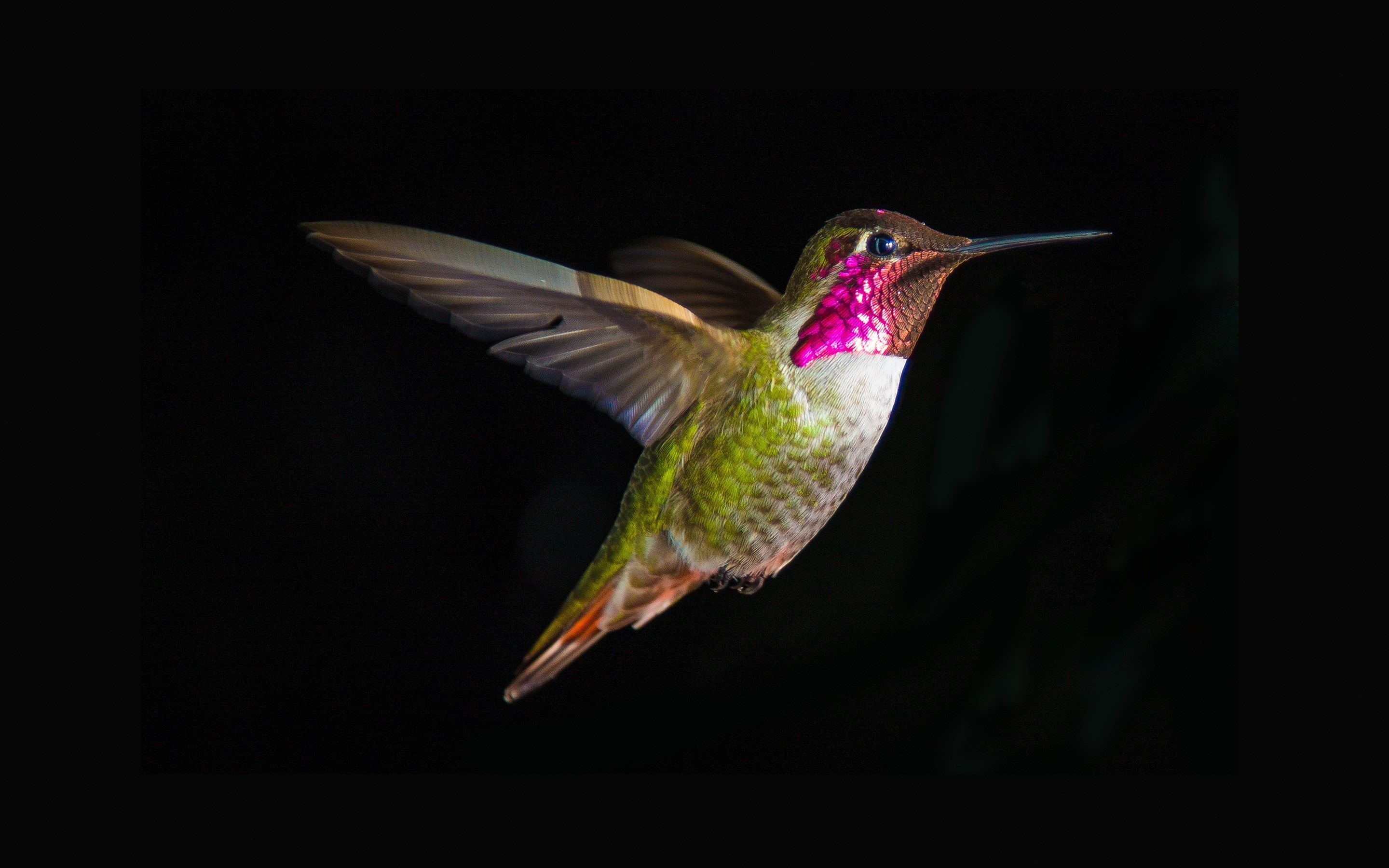 Hummingbird Backgrounds