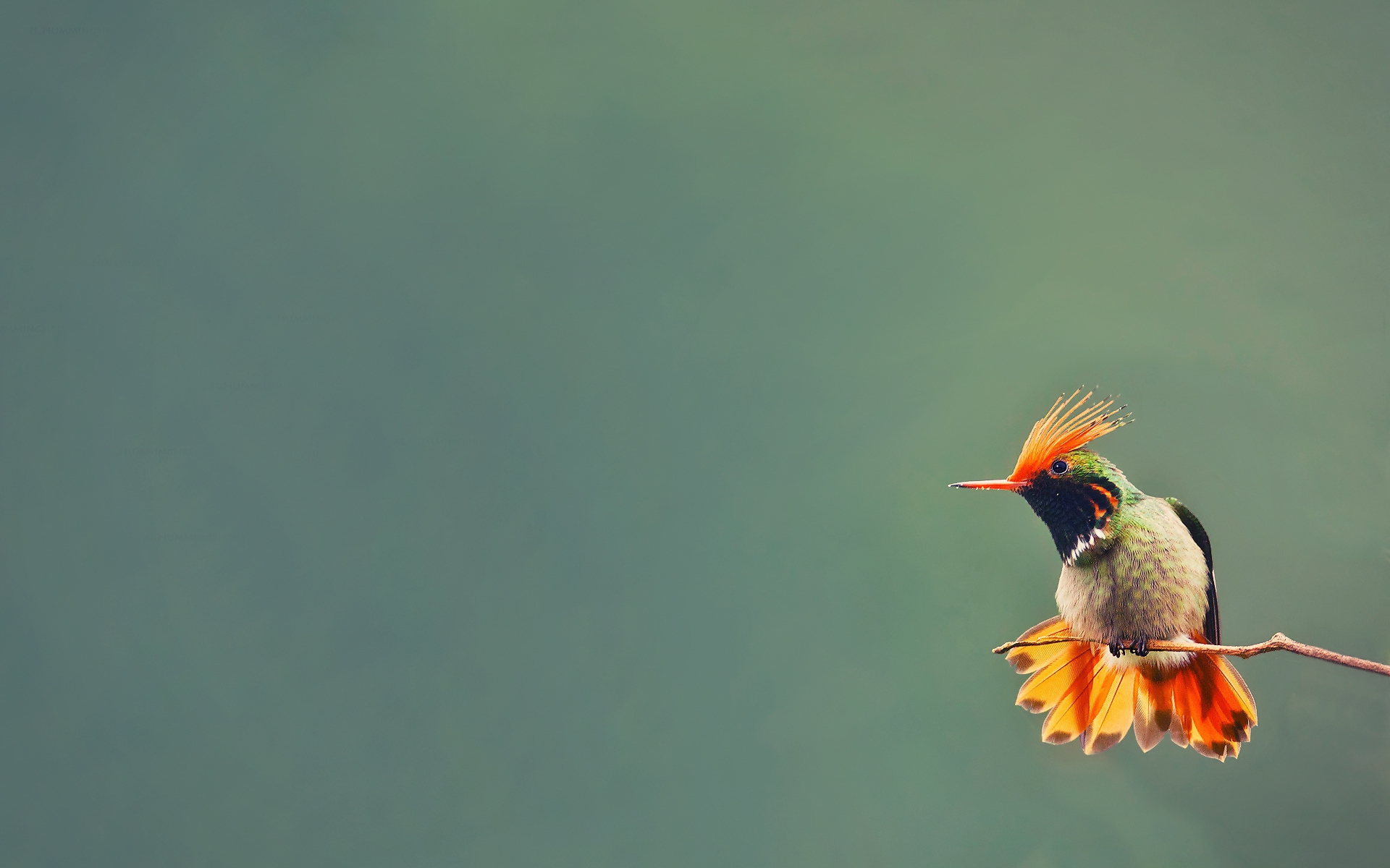 Hummingbird Backgrounds