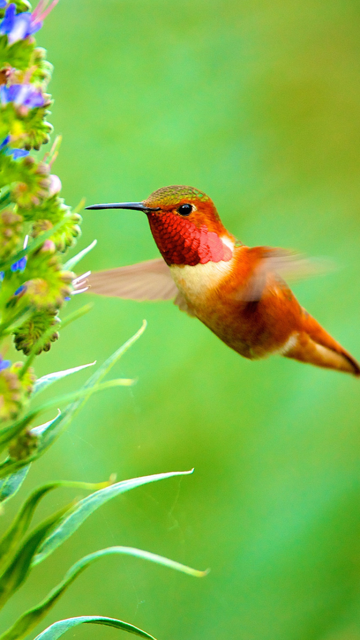 Hummingbird For Phone Wallpapers