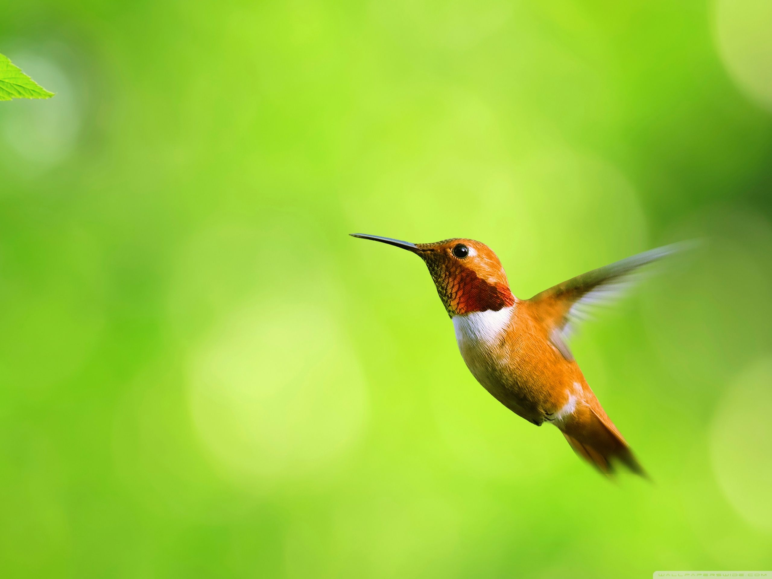 Hummingbird For Phone Wallpapers