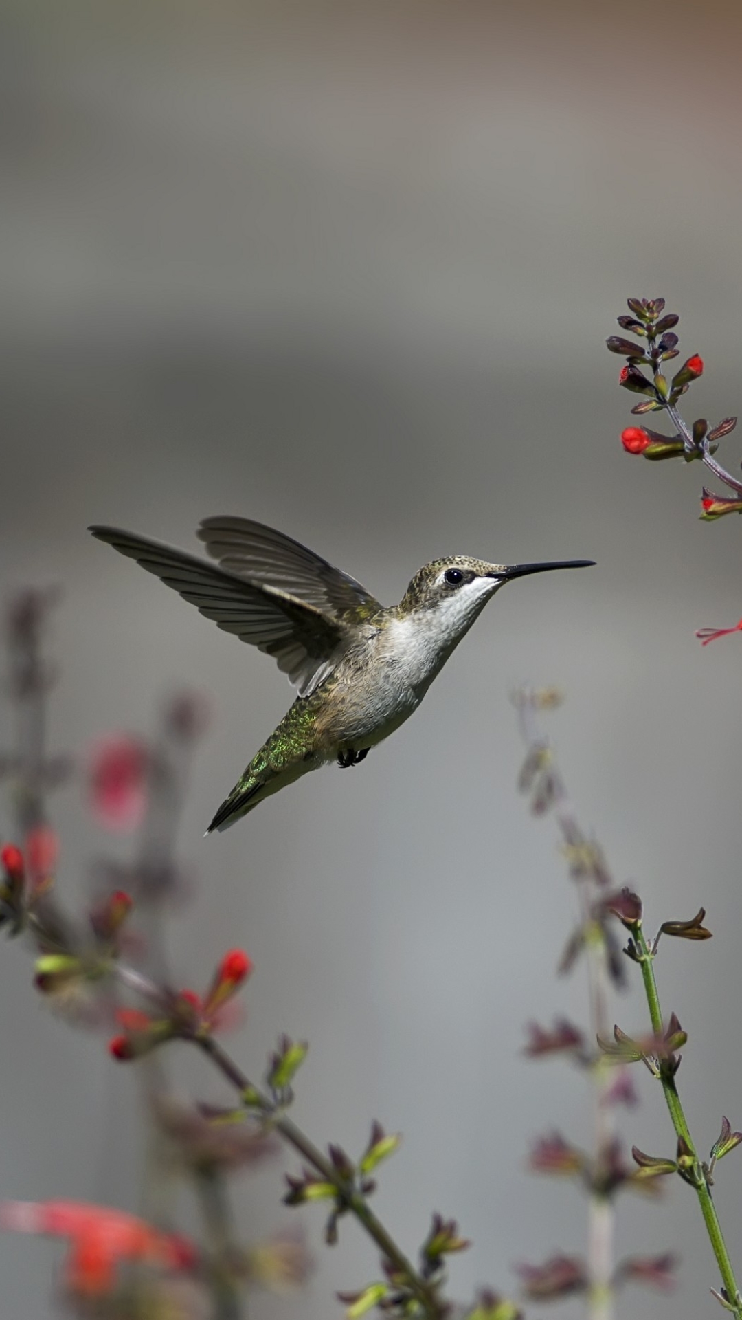 Hummingbird For Phone Wallpapers