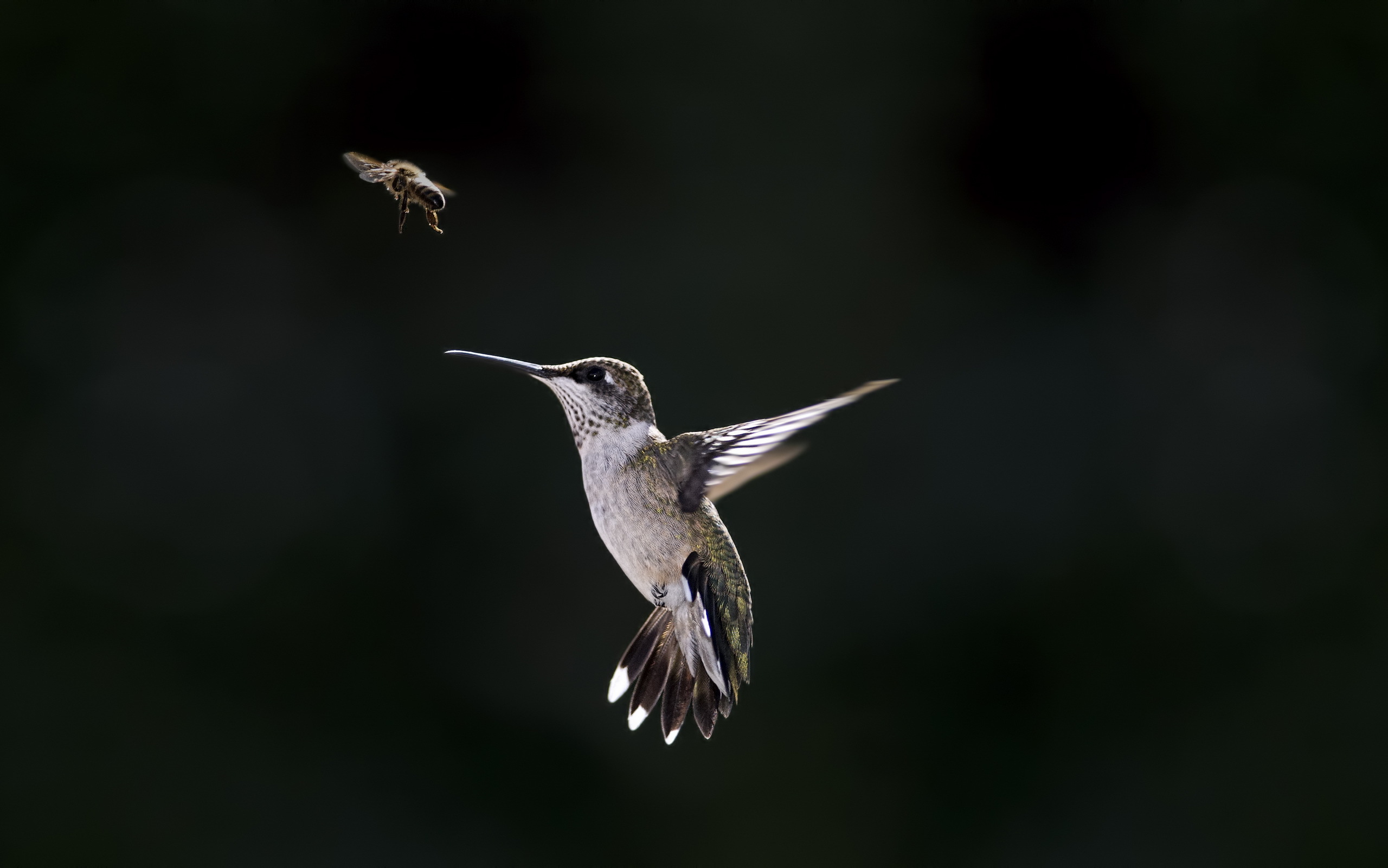 Hummingbird For Phone Wallpapers