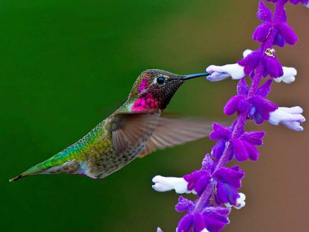 Hummingbird For Phone Wallpapers