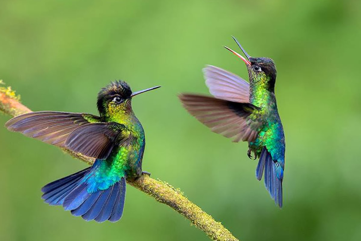 Hummingbird For Phone Wallpapers